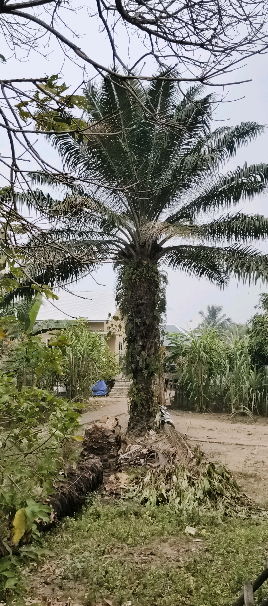 In Muaro Jambi, Indonesia, a fallen palm tree lies on the ground, its trunk severed and its fronds scattered amidst a yard. The tree appears to have been recently cut, with its debris lying next to its upright counterpart. A pathway leads to a house with a white roof in the background, flanked by lush greenery and tall plants. The sky above is overcast, casting a diffused light over the scene.