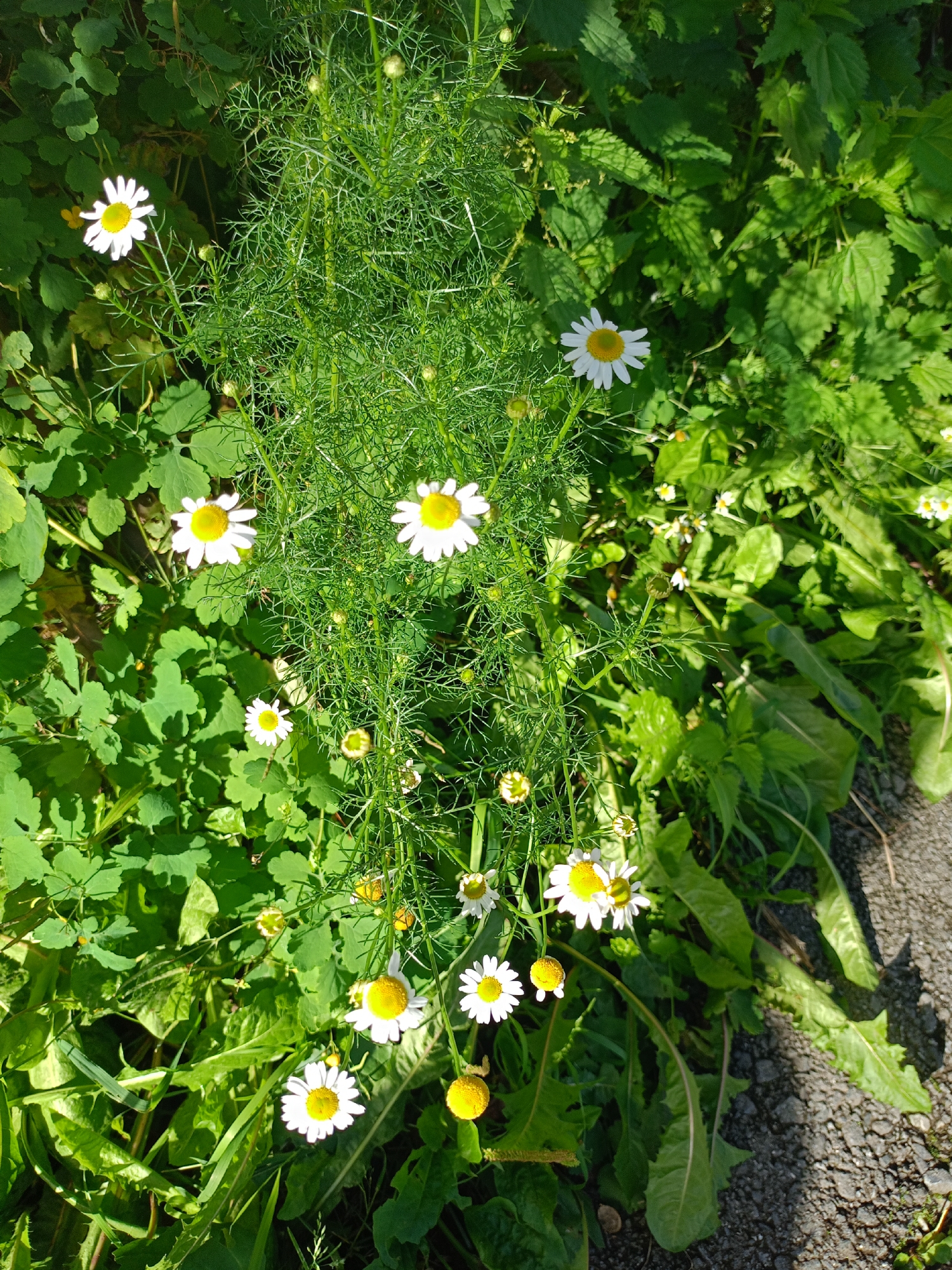 This image shows a patch of wild daisies and other greenery growing alongside a paved surface, likely a sidewalk or road. The daisies have white petals and yellow centers. The vegetation is lush and appears to be in good condition, with sunlight filtering through the leaves. The paved area is made of dark asphalt or gravel and shows some texture. There are no people or animals visible in the image. The overall scene suggests a natural or semi-natural area within an urban environment.