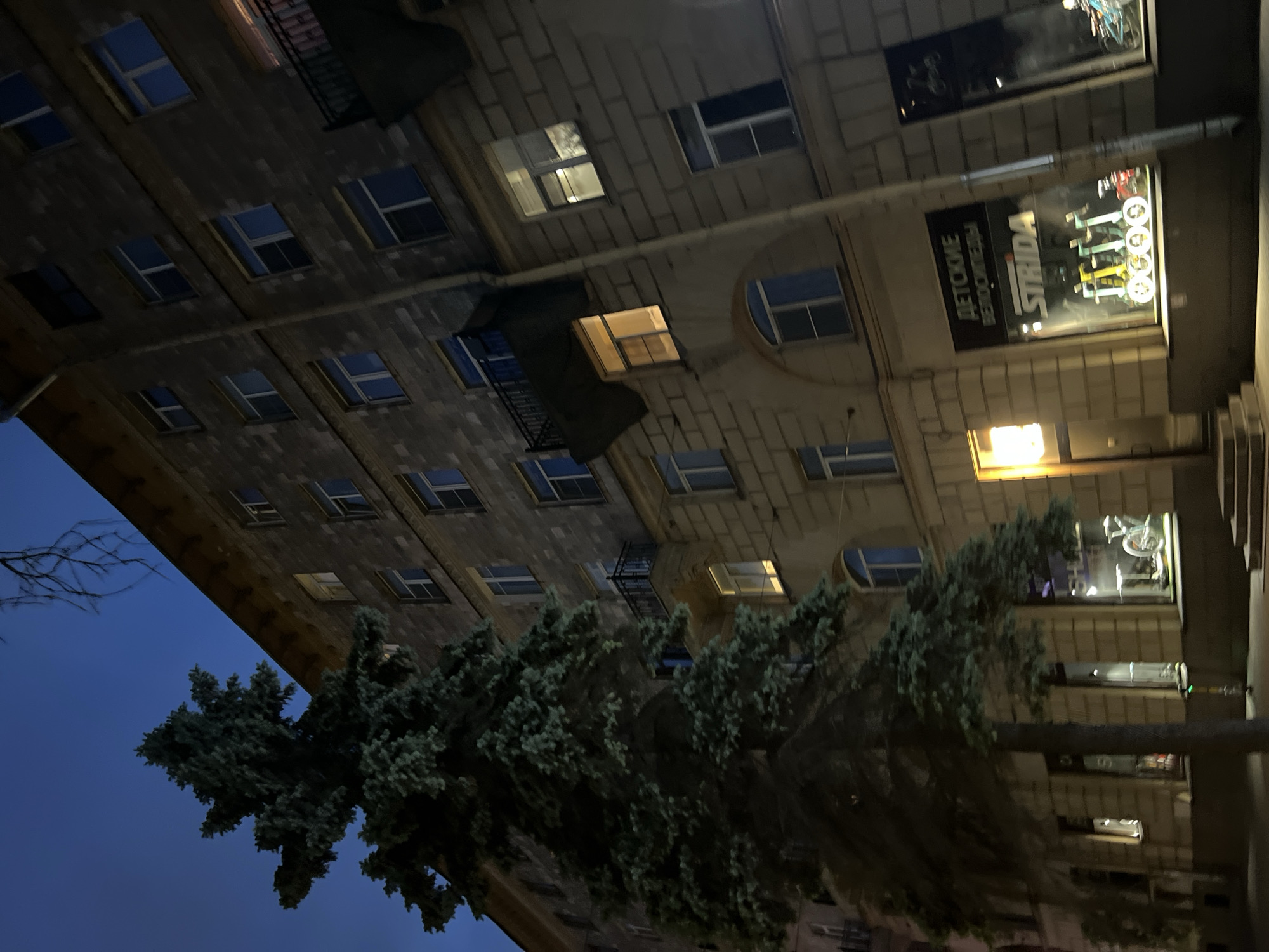 A tall evergreen tree stands in front of a brick apartment building at dusk in Saint Petersburg, Russia. The building has multiple stories with numerous windows, some of which are illuminated. On the ground floor, a storefront displays children's bicycles. The sky is a dark blue, indicating nighttime.