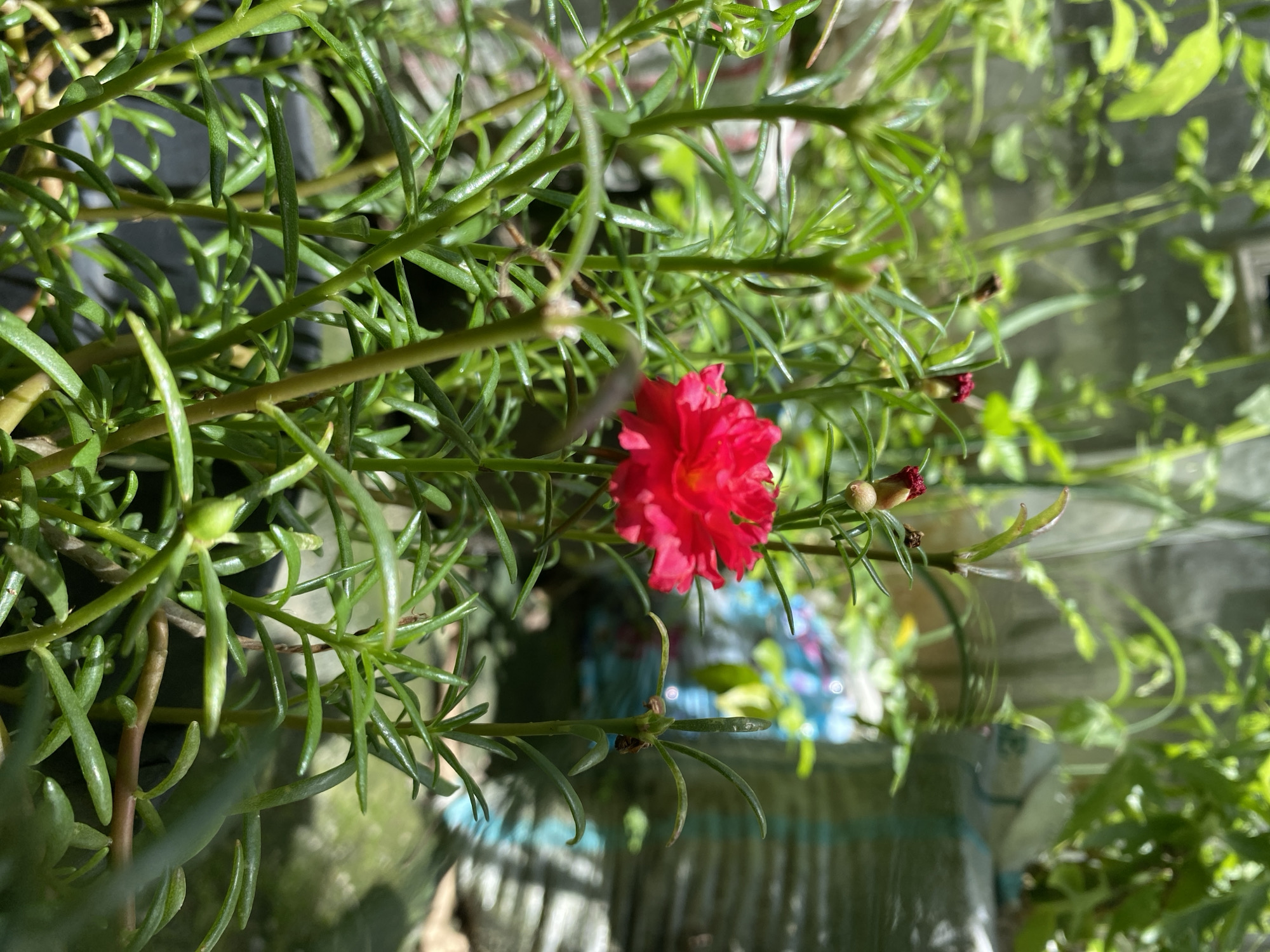 The image shows a close-up of a plant with small, cylindrical green leaves. A single, bright red flower is prominently displayed in the center of the frame. The flower has multiple petals and a yellow center. Several buds, some still closed, are also visible. The background is blurry and indistinct, suggesting an outdoor setting. The location, Buketteukuh, Indonesia, is provided but not visually confirmed within the image. No people or actions are depicted.