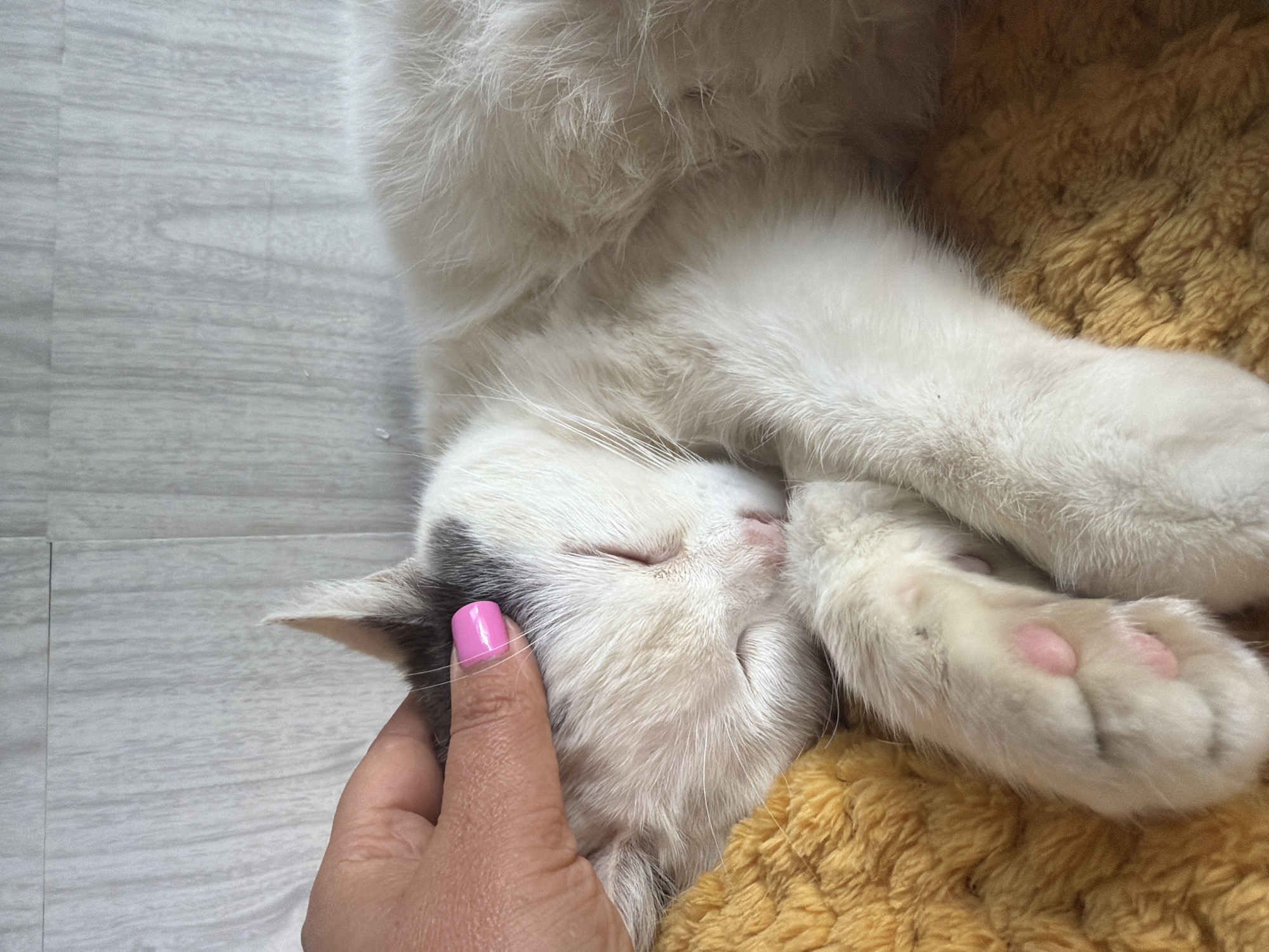 A sleeping cat is lying on a golden fluffy surface, possibly a blanket or bed. The cat is mostly white with some grey markings on its head. A hand with pink nail polish is gently touching the cat's ear. The scene appears to be indoors, possibly on a light-colored floor.