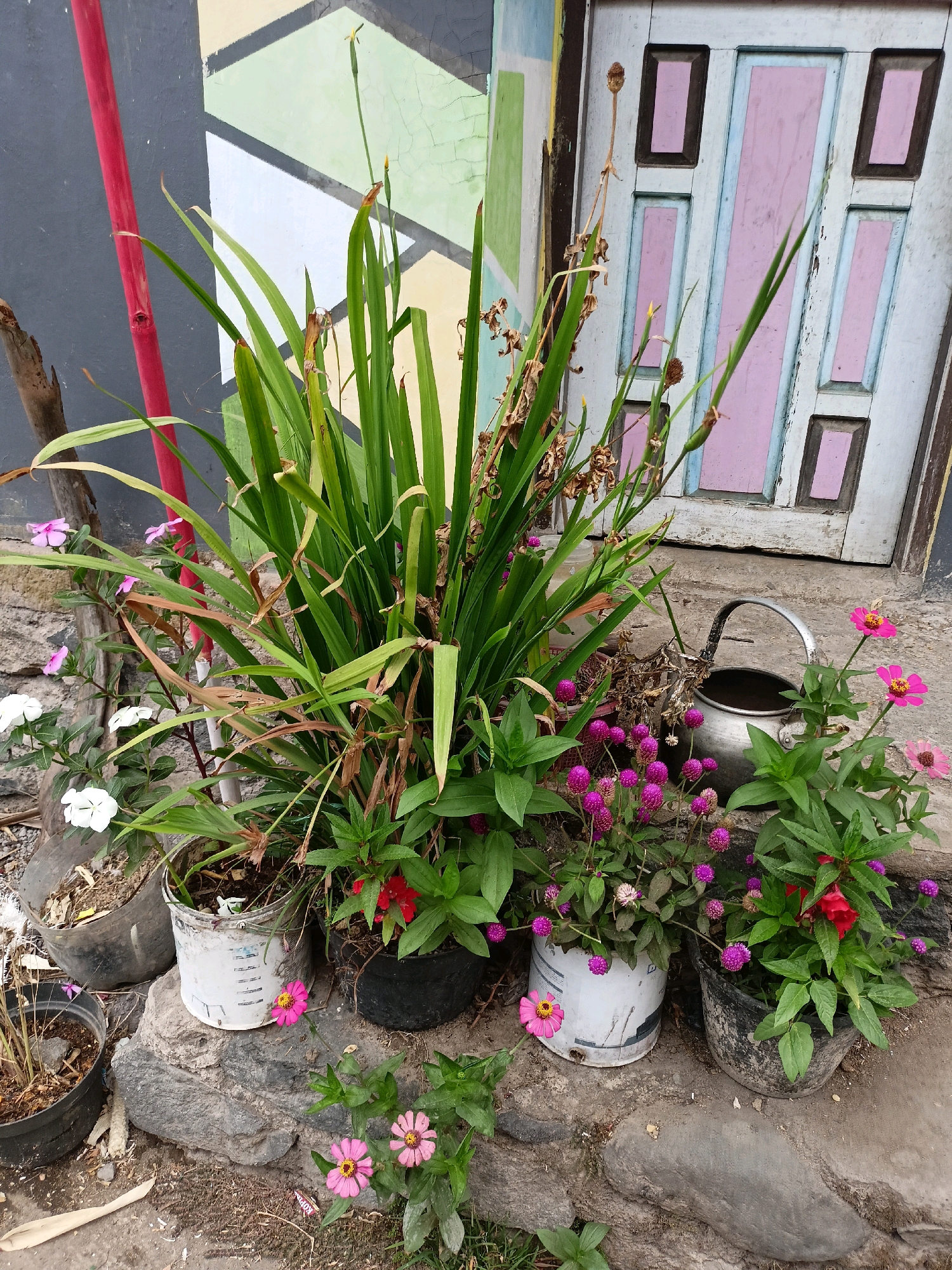 In Ngepanrejo, Indonesia, a photograph captures a collection of potted plants arranged on a stone border in front of a textured wall and a colorful, weathered wooden door. The wall features a geometric pattern of muted colors, including gray, cream, and light green. The door is painted in pastel shades of pink and light blue, with darker trim around its rectangular panels.
Dominating the center of the image is a large plant with long, green, blade-like leaves, some of which appear dried and brown. It is planted in a weathered white pot. To the left of this central plant, smaller flowering plants with white and pink blooms are visible. One white flower is in focus in the foreground. To the right, a cluster of small, globe-shaped purple flowers grows from a white pot. Adjacent to this is another pot containing a plant with vibrant green leaves and several bright pink and red flowers. A silver metal watering can with a curved handle rests behind the purple flowers.
The ground is a mix of dirt, small stones, and scattered debris. A red pole is visible to the left, leaning against the wall. The scene suggests an outdoor setting, likely a courtyard or entrance area, with a focus on decorative plants.