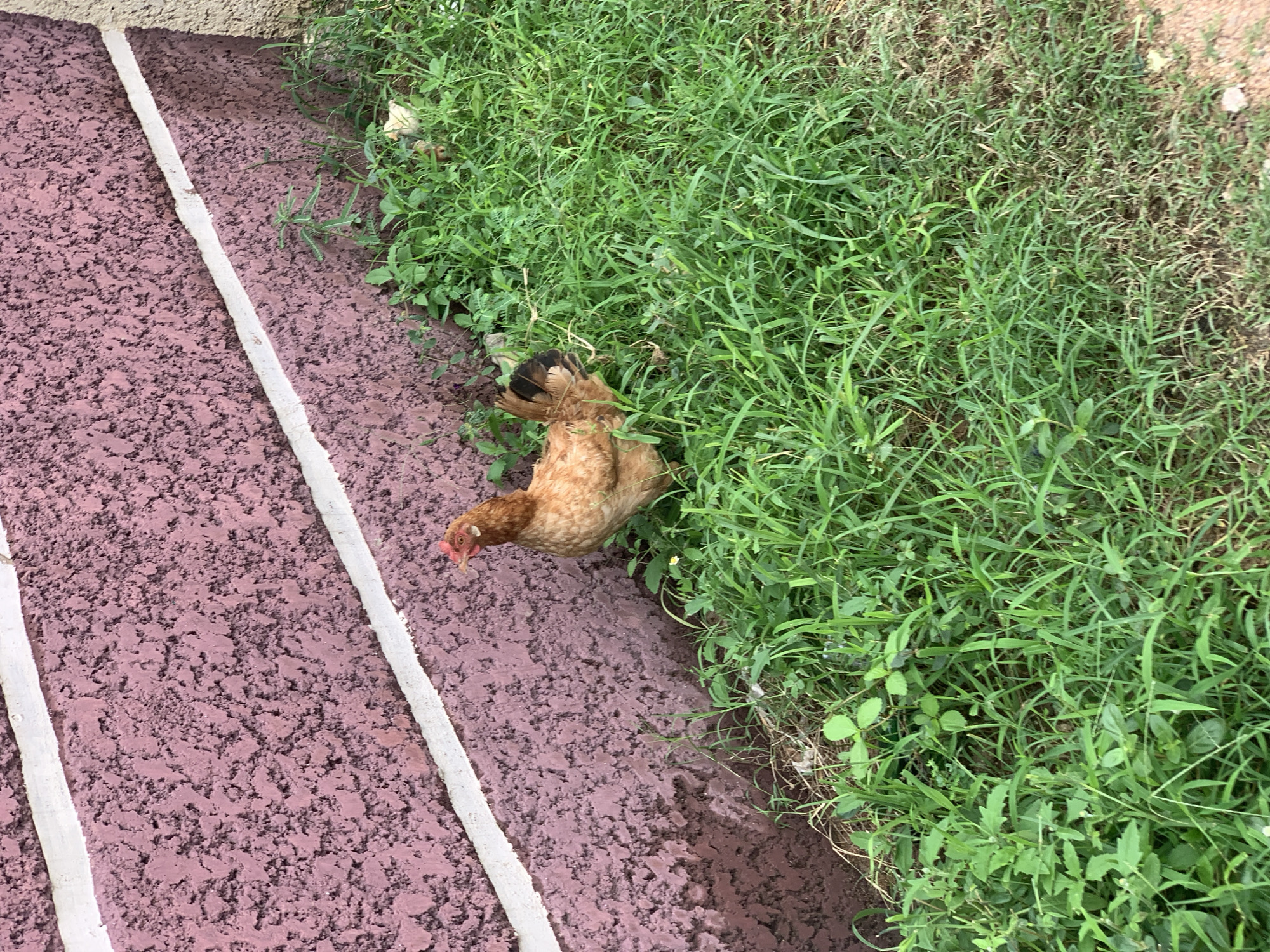 An overhead shot captures a brown and black hen foraging in lush green grass bordering a textured, reddish-brown path. The path has two parallel white stripes running diagonally across it, creating a visual divide. The hen is partially obscured by the grass, with its head and chest visible as it pecks at the ground. The grass appears dense and healthy, suggesting a well-watered environment. The scene is likely outdoors, given the natural elements and ample sunlight. The time of day is indeterminate, but the lighting suggests it could be daytime. The location is Howayi, Nigeria, which is consistent with a tropical or sub-tropical climate where such vegetation would thrive. No text is visible in the image.