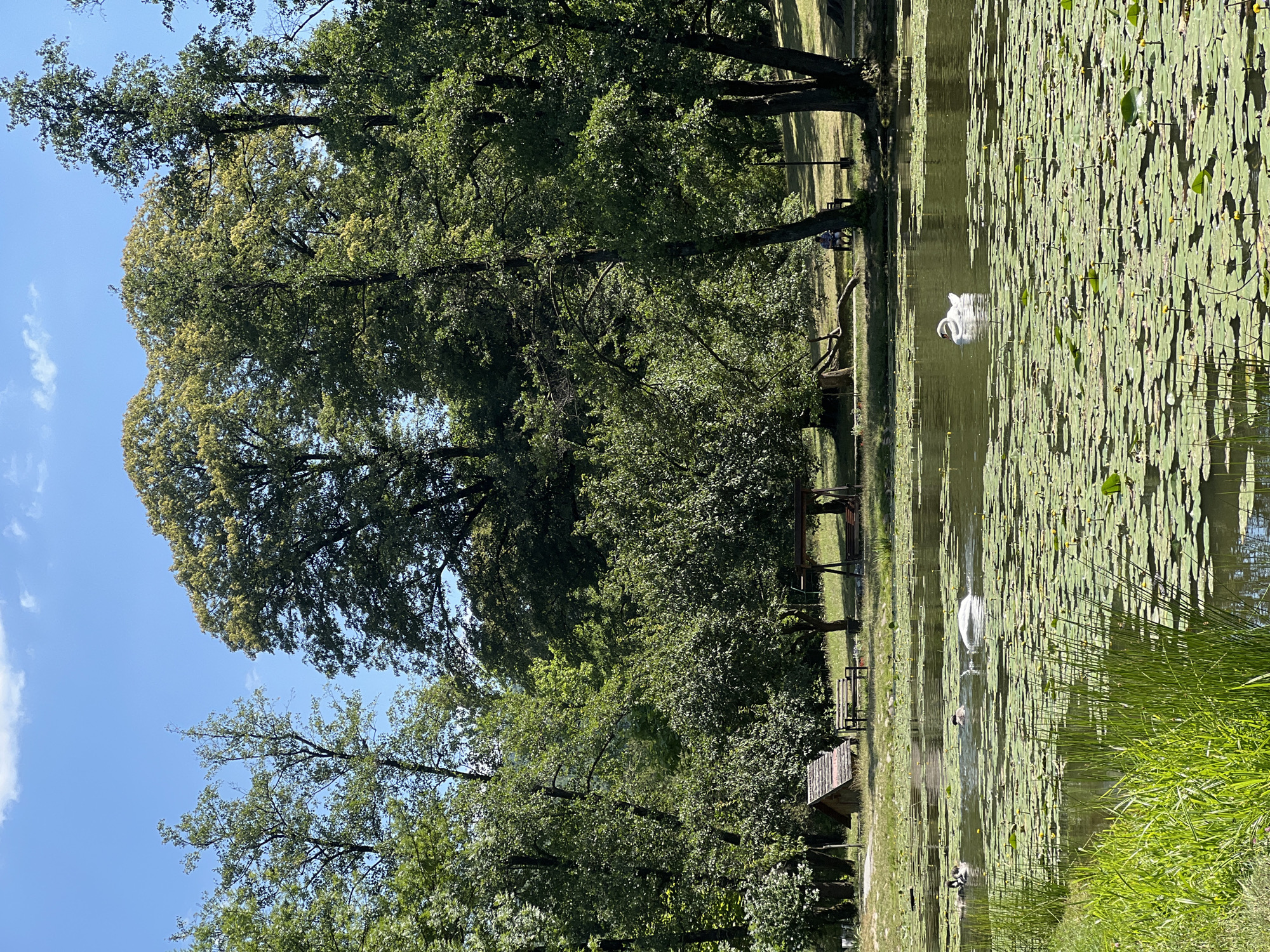 A bright, sunny day unfolds at a picturesque pond in Karpaty, Ukraine. The water is teeming with lily pads, dotted with yellow blossoms. Two swans gracefully glide across the surface, one appearing to dip its head underwater. Closer to the shore, several ducks swim among the pads. On the grassy bank, a small wooden structure, possibly a shed, sits near a wooden bench and a swing set. Lush, green trees form a dense canopy behind the pond, with dappled sunlight filtering through their leaves. The sky above is a clear blue, with a few wispy clouds. The overall scene evokes a sense of peaceful natural beauty.