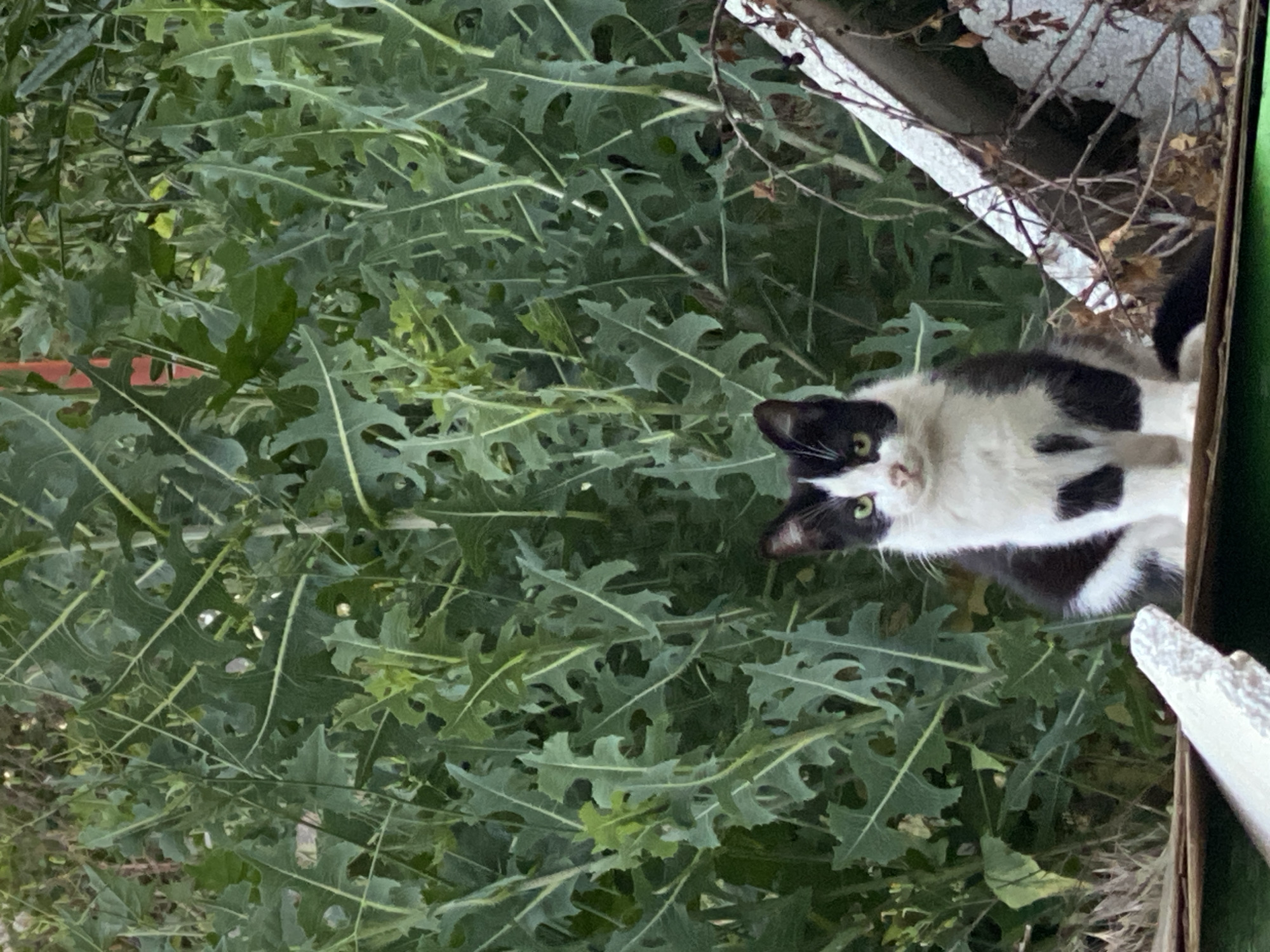 A black and white cat is sitting on a wooden surface. The cat is facing forward and has green eyes. The background is filled with lush green foliage. To the right of the cat, there is a white structure with some dried branches and leaves on it. The scene appears to be outdoors, possibly in a garden or a backyard.