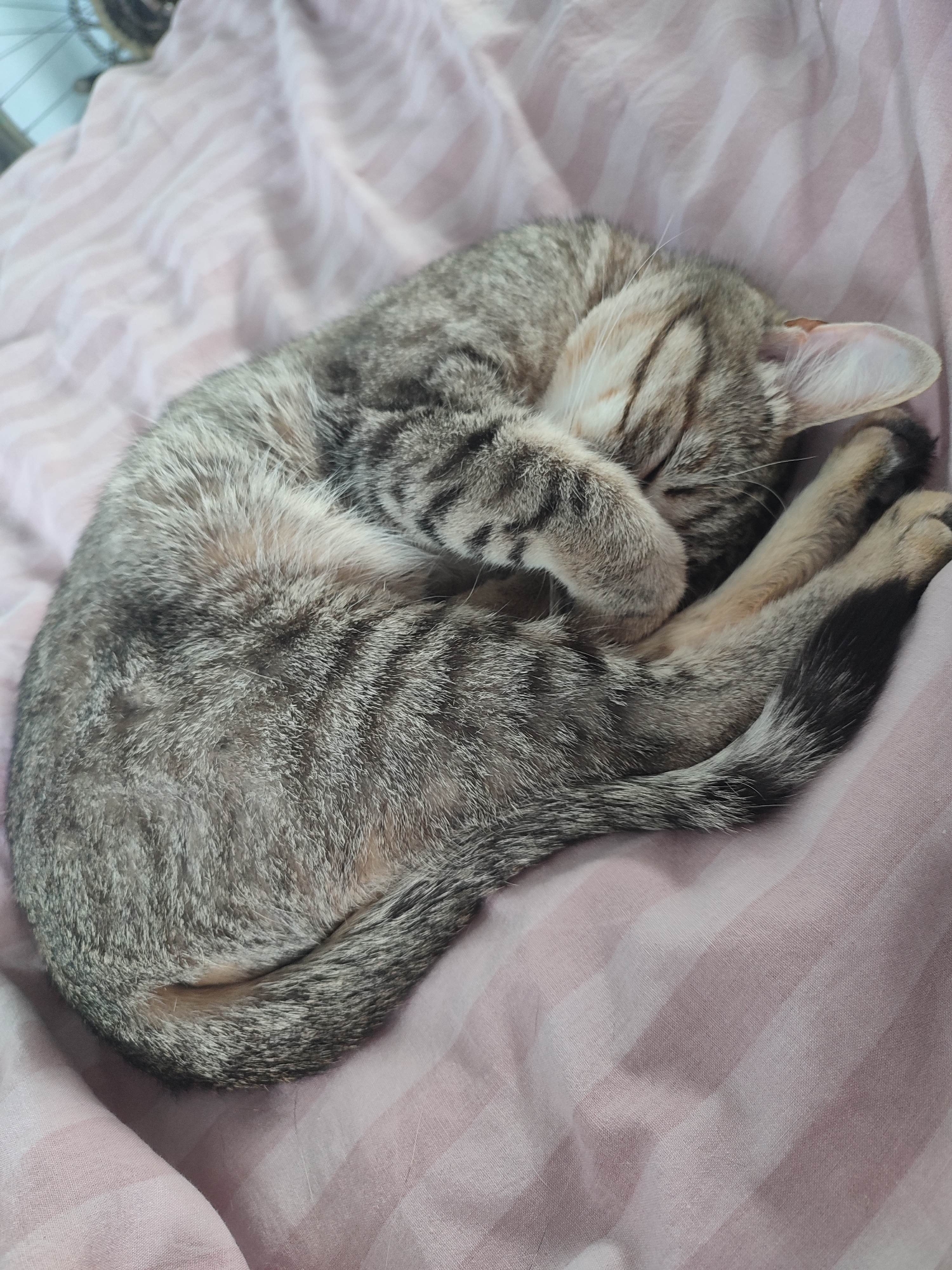 A gray tabby cat is curled up asleep on a pink striped bedspread. Its head is tucked in and one paw covers its face. The cat's tail curves around its body. The location is Unknown, Unknown.