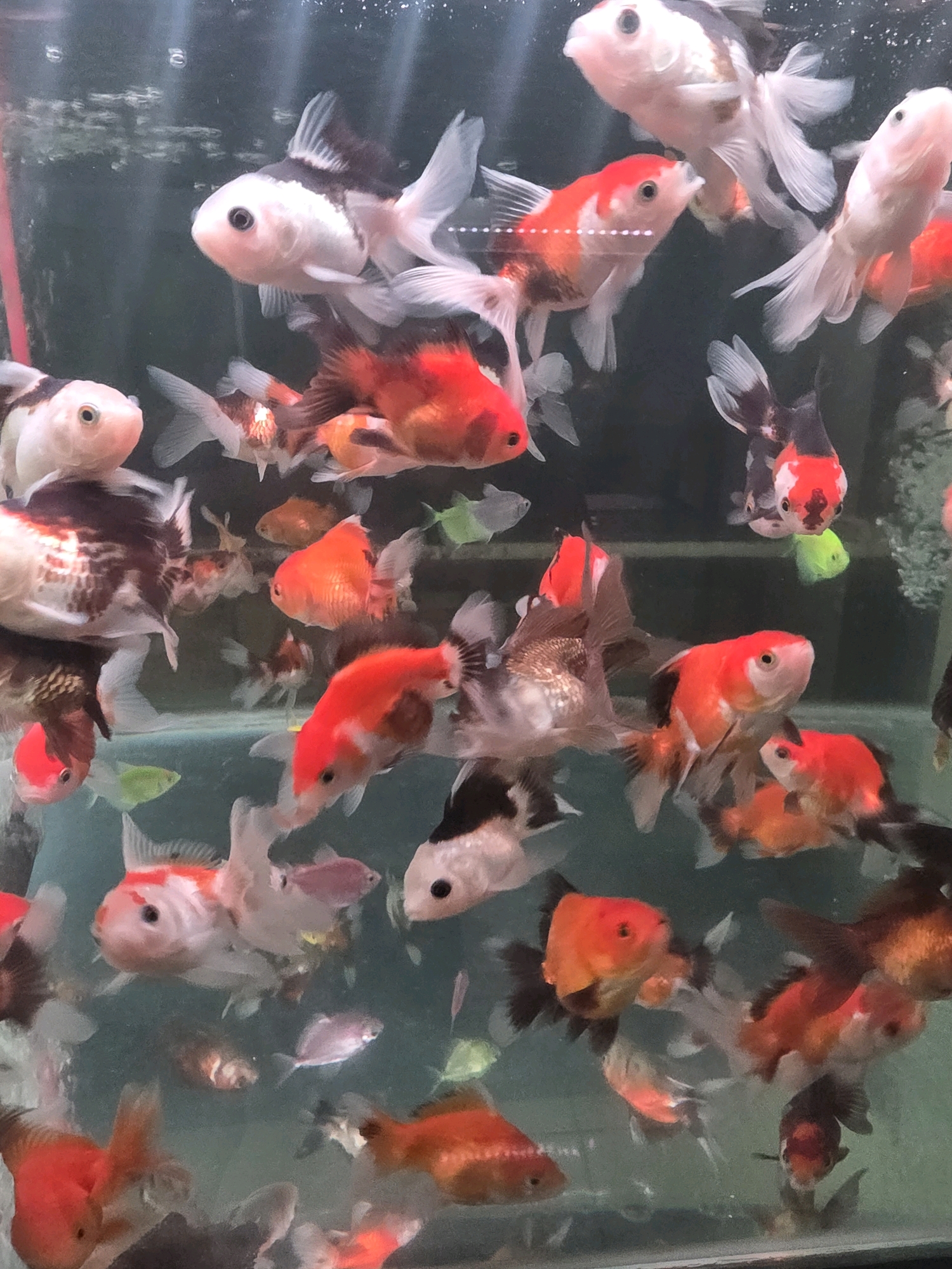 This image depicts a close-up, slightly blurry, underwater view of a densely populated aquarium containing numerous goldfish of various sizes and colors. The fish exhibit patterns of red, orange, white, and black. They are actively swimming amongst each other. The water appears somewhat murky. The background is dark, with some lighter, indistinct shapes suggesting other elements within the aquarium or the surrounding environment. The composition focuses on the fish themselves, with some appearing closer to the viewer and others further back. There is no indication of a specific location in Tanjung Pinang, Indonesia, or any other geographical context beyond that of an aquarium.