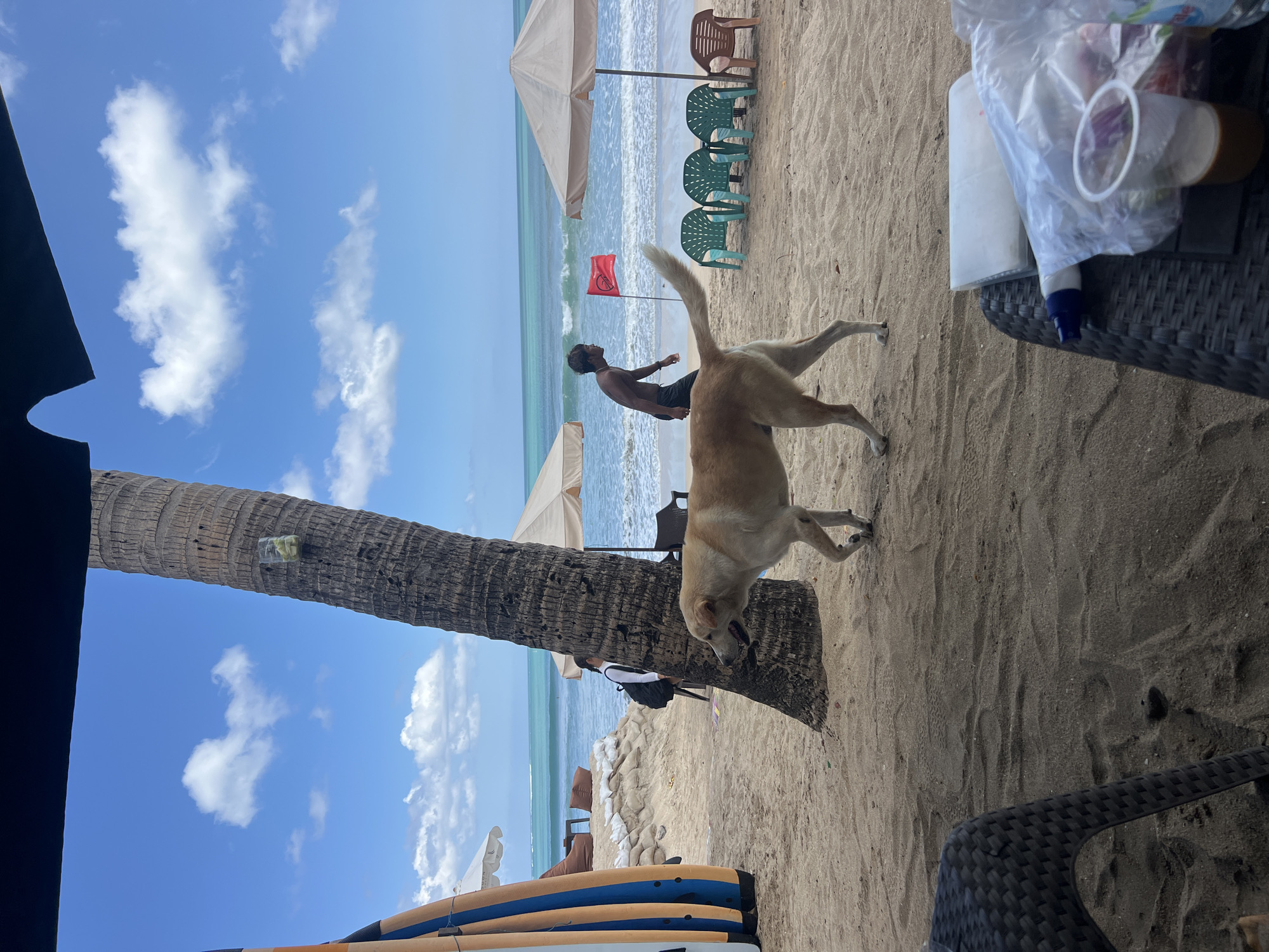 A medium-sized, light-colored dog walks on the sand at Kuta Beach, Bali, Indonesia. The dog is in the foreground, facing left, with its mouth open. Behind the dog, a person in black shorts and no shirt walks towards the ocean. Further back, a person with a black backpack stands near a palm tree. Several beach umbrellas and chairs are set up on the sand, with the ocean and waves visible in the background. Two surfboards stand upright on the left side of the image, and a red flag is planted in the sand near the water. The sky is blue with scattered white clouds. In the immediate foreground, a wicker table holds plastic bags, a cup with a brown liquid, and other items. The scene appears to be a casual beach setting.