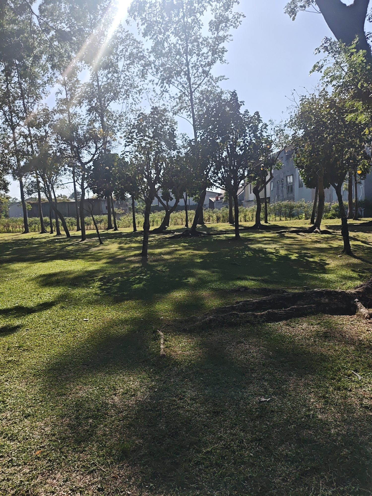 The image depicts a sunlit park with lush green grass and scattered trees. The sun's rays pierce through the tree canopy, casting dappled shadows on the ground. In the background, a building with a pale facade and visible windows stands behind a row of manicured bushes. Several trees with exposed roots are visible in the foreground and midground. The scene appears to be set in the city of Bacin, Indonesia, given the specific location provided. There are no people or animals visible in the image, and no discernible actions or interactions are taking place. The environment is an outdoor recreational space.