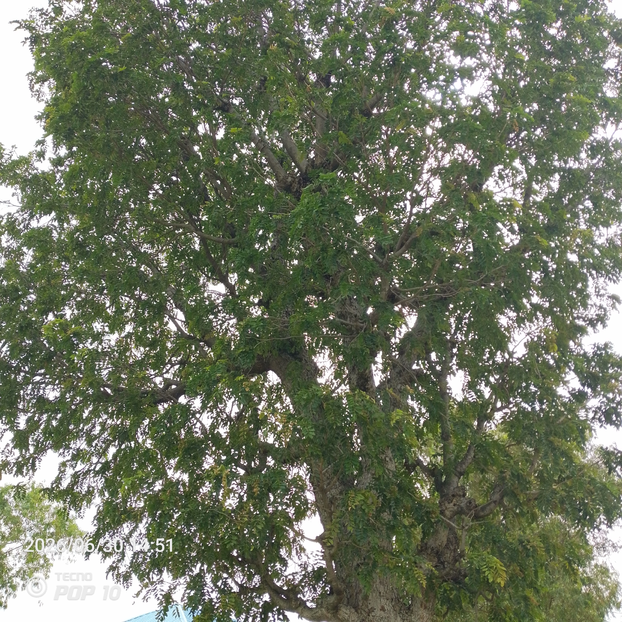 This is a medium shot, taken from a low angle, of a large, mature tree with a dense canopy of green leaves. The tree occupies most of the frame, with its thick, gnarled trunk visible on the right side and extending upwards. The branches are intricate and spread widely, creating a complex network against a bright, overcast sky. Sunlight filters through the leaves, creating a dappled effect and highlighting individual leaves and smaller branches. There are no people or animals visible. The scene appears to be outdoors, likely in a natural or semi-natural setting given the size and age of the tree. The lighting suggests it could be daytime, perhaps mid-morning or afternoon, with diffused light indicating cloudy or overcast weather.
In the bottom left corner of the image, there is visible text overlaid on the photograph. The text reads "2026/06/30 14:51" followed by "TECNO POP 10". This indicates the date and time the photograph was taken, as well as the model of the phone used to capture the image. The location context provided is Jalingo, Nigeria.