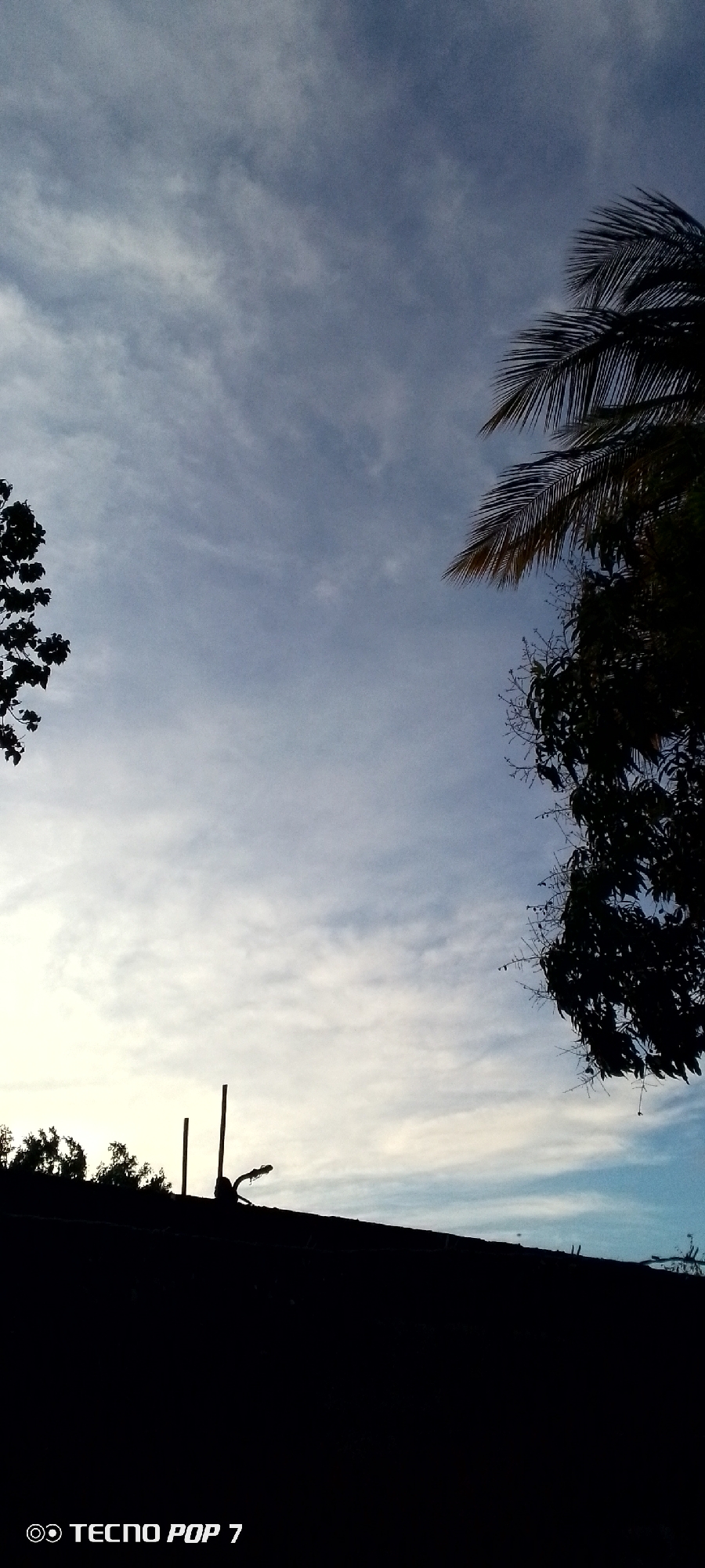 The image captures an outdoor scene dominated by the sky and silhouetted foreground elements. The sky, occupying the majority of the frame, features a gradient from a soft, hazy blue at the top to a brighter, almost luminous light blue and white towards the lower center. Wispy, elongated clouds are scattered across the sky, particularly in the lower half, creating a sense of depth and movement.
On the left side, the dark silhouette of a tree's leafy canopy extends into the frame. On the right, a prominent section of dense, dark foliage fills a significant portion, clearly showing the distinct fronds of a palm tree at the very top right, along with other leafy branches below.
The lower quarter of the image consists of a stark, dark silhouette, appearing to be a rooftop or a low-lying structure. Perched upon this silhouette are two vertical poles and another irregularly shaped dark object, possibly part of a structure or antenna.
The strong contrast between the bright sky and the completely dark foreground elements suggests that the photograph was taken during either sunrise or sunset, with the light source being behind the camera's perspective. The scene evokes a tranquil atmosphere.
In the bottom left corner, a white watermark reads "TECNO POP 7" preceded by an eye-like logo, indicating the camera model used. The presence of tropical vegetation, specifically palm fronds, aligns with the given location context of Altagracia, Venezuela.