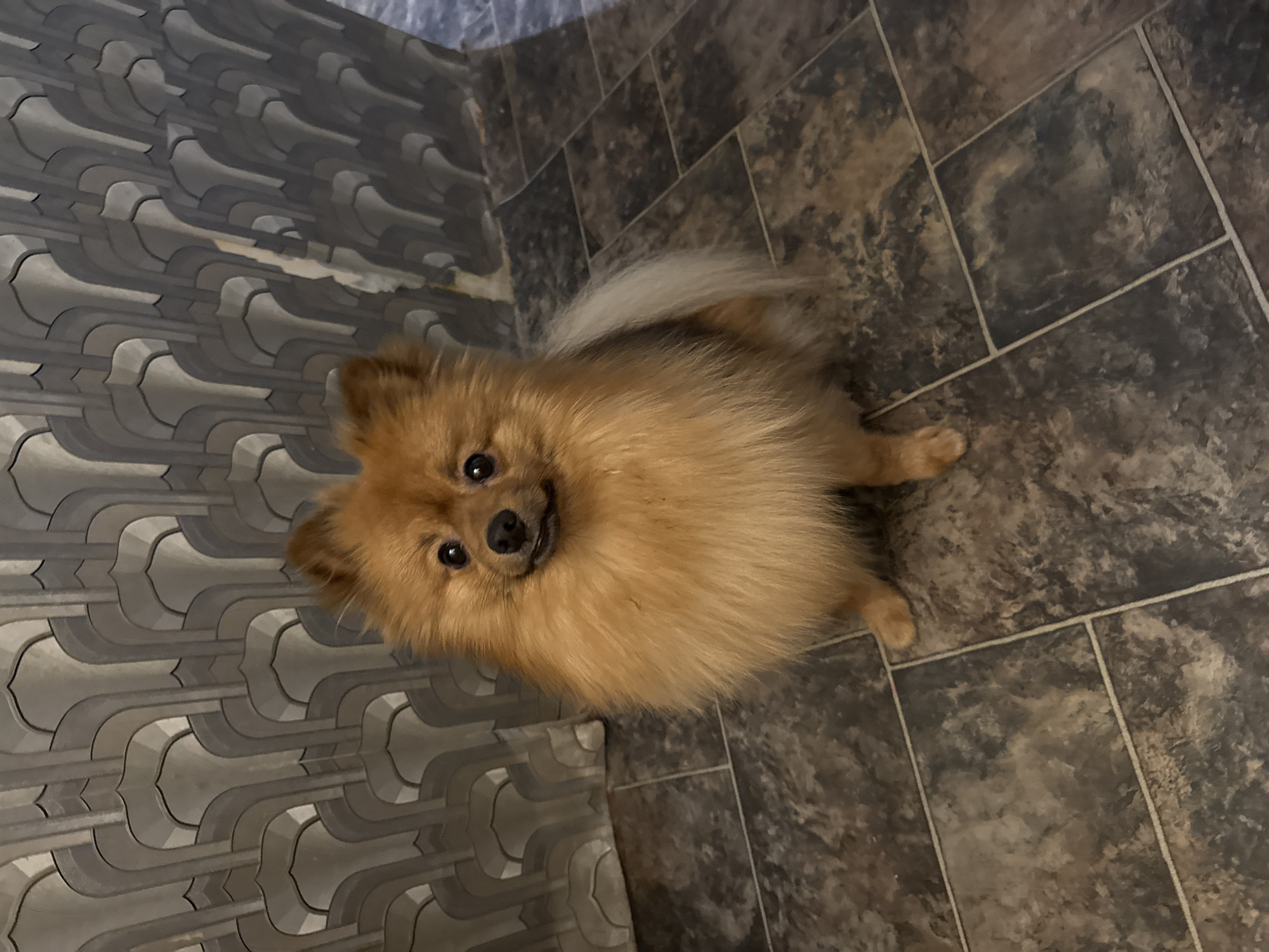 A top-down shot shows a small, tan Pomeranian dog looking upwards. It is standing on a dark-gray tile floor. The lower-left corner of the image features a wall with an abstract gray and white pattern. The location is consistent with an indoor area. There are no people present. The image contains no details connecting to Khimki, Russia.