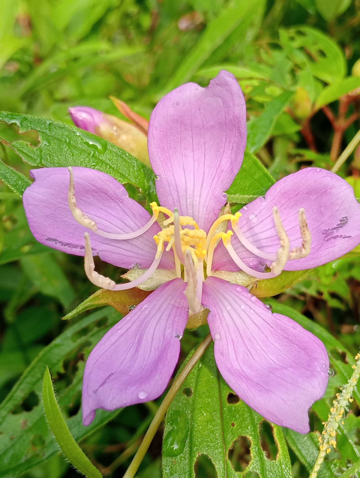 A close-up captures a five-petaled, light purple flower in full bloom. The petals are smooth and display slight veining. The flower's center reveals yellow stamens and light yellow pistils. Four curved, lighter-colored stamen extend from the center toward the petals. Water droplets adorn the petals and surrounding green leaves. The leaves exhibit various shades of green and some are partially eaten, having holes and jagged edges. The background is blurred, with additional green foliage partially visible. The location is described as Unknown, Unknown.