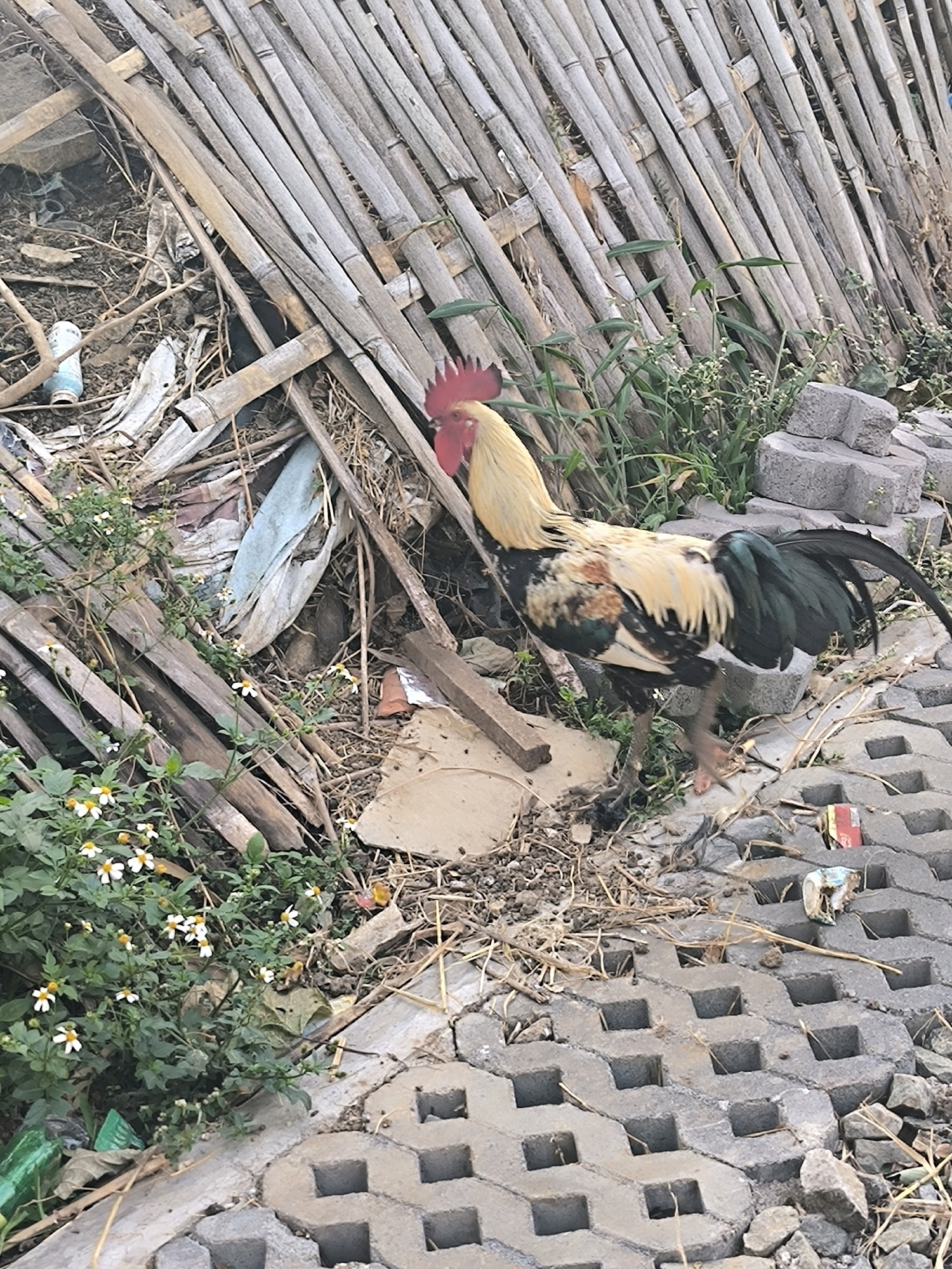 In the city of Cilengkrang, Indonesia, a rooster stands on a pathway of interlocking grey concrete pavers. The rooster has a golden-yellow neck and back, black and green tail feathers, and a red comb. To the left of the rooster, a clump of small green plants with white flowers grows amongst discarded bamboo poles and debris. Behind the rooster, a wall constructed from diagonally arranged bamboo poles is visible. The ground is covered with dirt, dried grass, and various pieces of refuse, including plastic bottles and scraps of fabric. The scene appears to be an outdoor area, possibly a backyard or a less maintained public space.