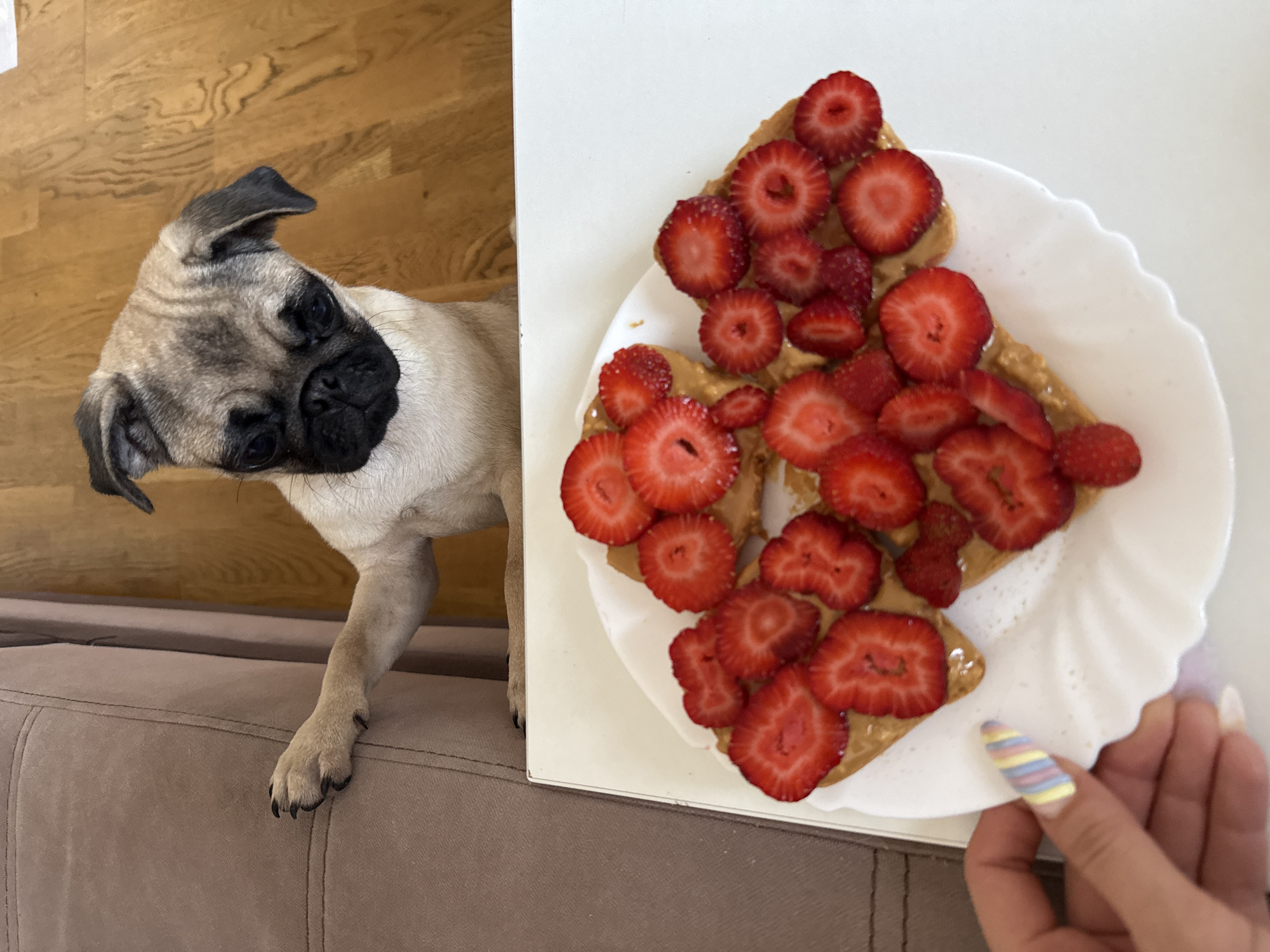 A pug puppy is looking at a plate of waffles topped with peanut butter and sliced strawberries. The pug has its paw on the edge of a brown sofa. The waffles are on a white plate, which is on a white table. A human hand with colorful nail polish is reaching towards the plate. The background consists of the sofa, a wooden floor, and a wall.