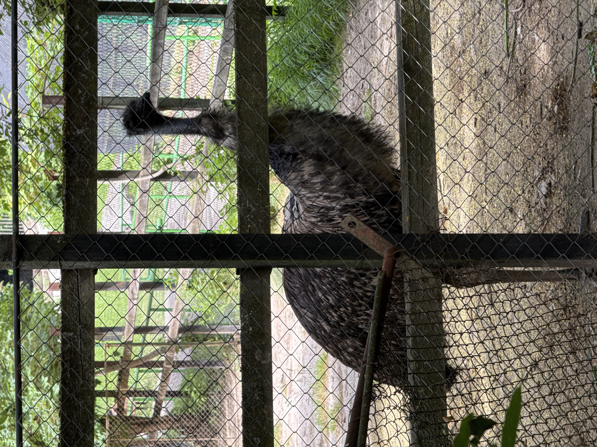 A large, dark-feathered emu stands within a fenced enclosure. The emu's neck is elongated and black, with a tuft of darker feathers at the top of its head. Its body is covered in shaggy, greyish-brown feathers. The enclosure features a wire-mesh fence and wooden posts and beams. In the background, there are more wooden structures and green foliage, suggesting an outdoor environment. The ground within the enclosure appears to be dirt and scattered with small, light-colored particles. The image was taken in Pleven, Bulgaria, at a location that could be a zoo or animal sanctuary.