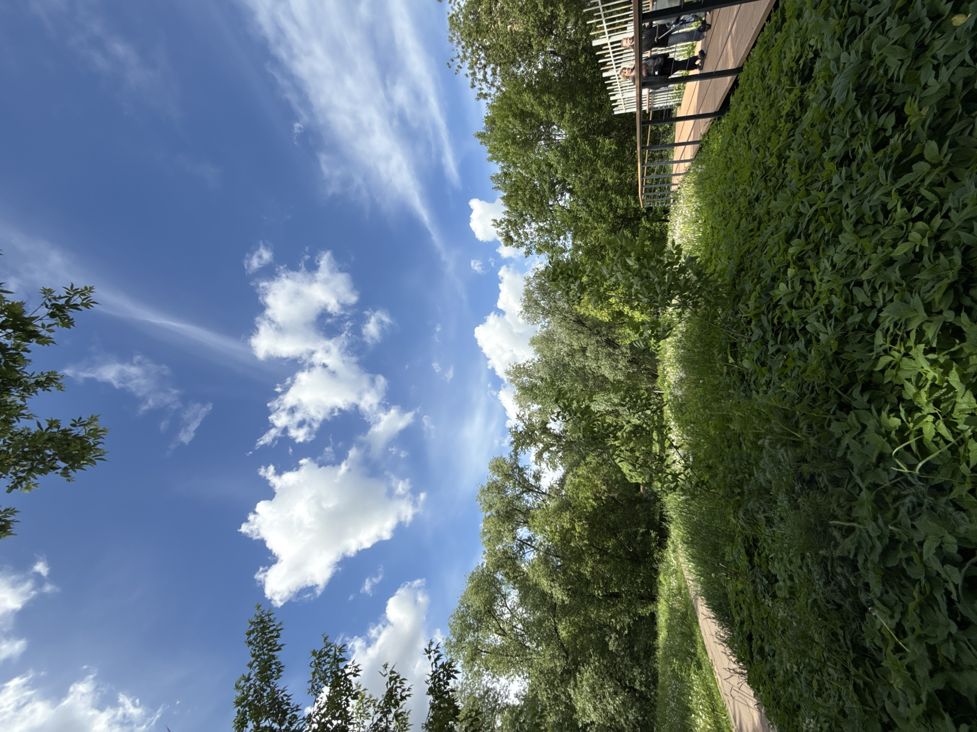 The image shows a view of a park-like setting in Moscow, Russia. The sky is blue with scattered white clouds. In the foreground, there's lush green vegetation, possibly overgrown shrubs and grass, alongside a walking path. Above this vegetation, there's a wooden boardwalk or bridge with a white railing where people are standing. Trees surround the path.
