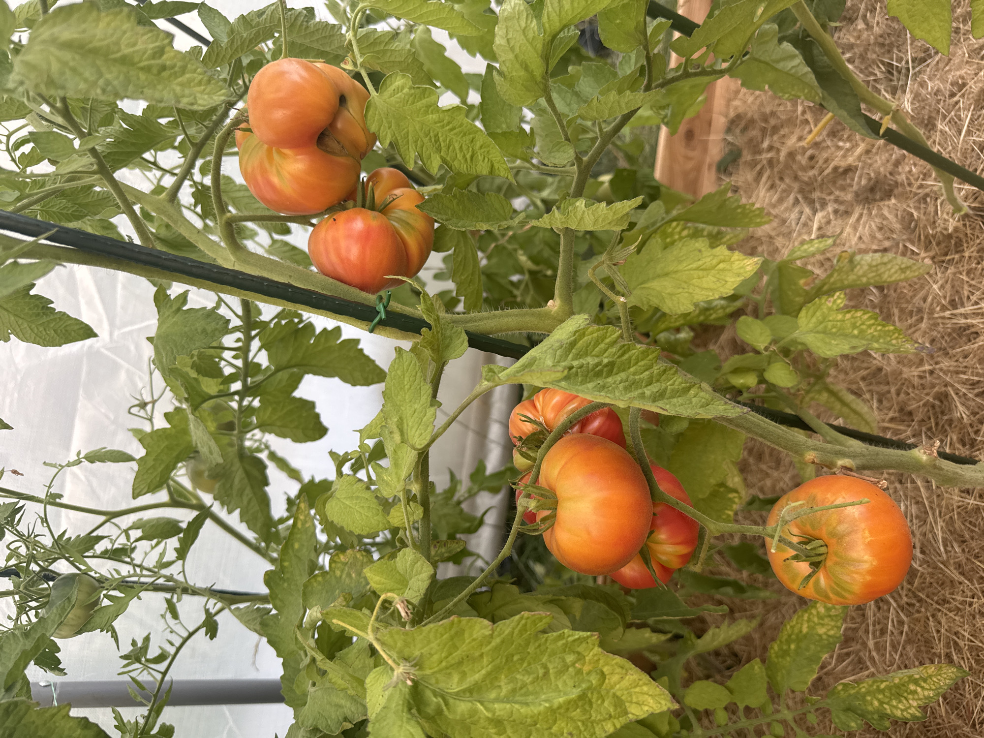 A close-up, eye-level shot captures a tomato plant laden with ripe, orange tomatoes. The tomatoes, varying in size and shape, exhibit shades of orange with some green tinges near the stems. They are clustered on the vine, some appearing somewhat misshapen. The plant's vibrant green leaves, some showing signs of yellowing or spotting, form a lush canopy. A dark green stake supports the main stem, and the ground beneath is covered with a layer of straw mulch. The background consists of a translucent white material, possibly a greenhouse covering. The scene is set in a greenhouse in Duren, Germany, where the tomatoes are in various stages of ripening. No people are visible in the frame.