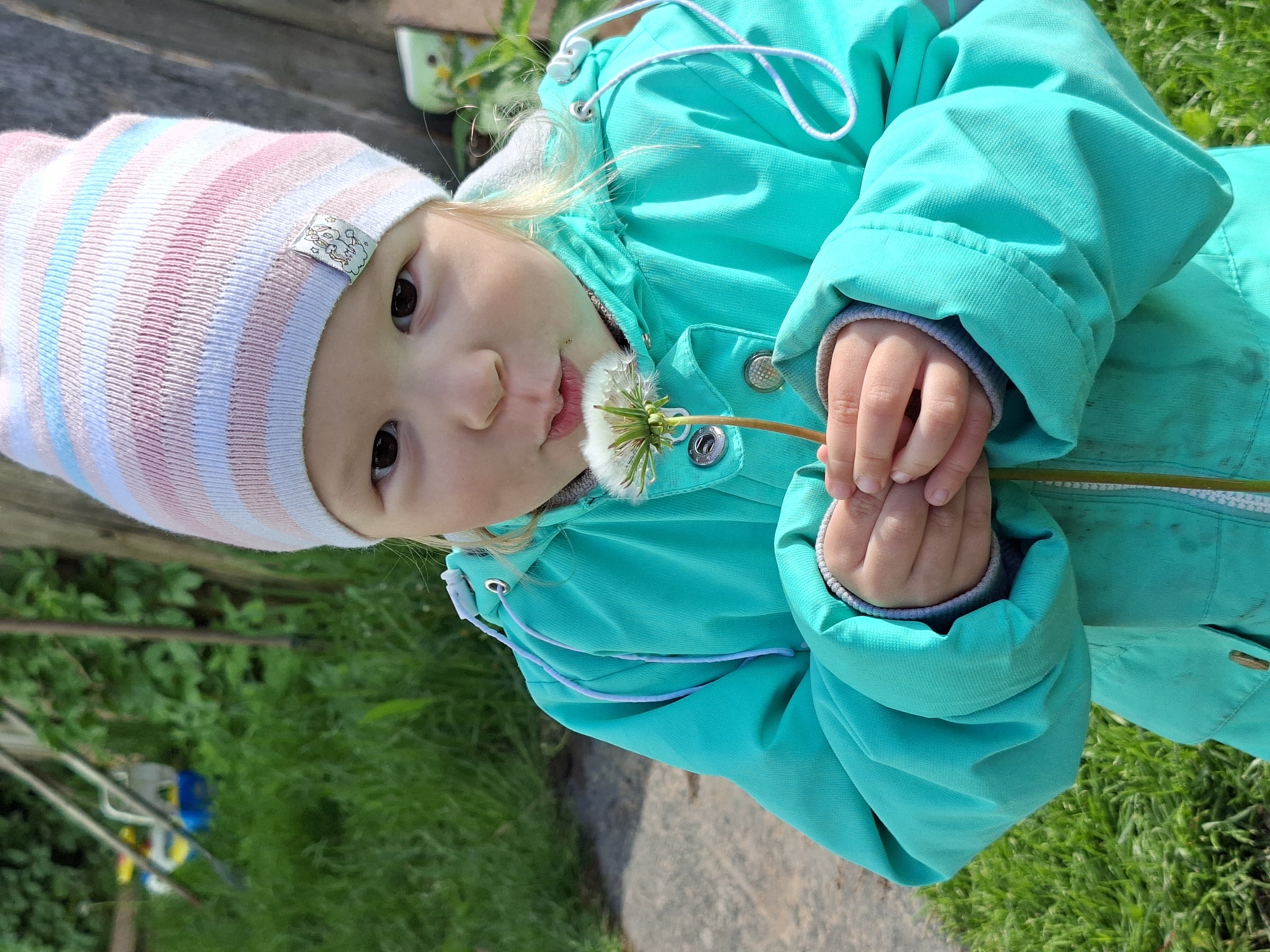 This media file captures a close-up of a young child outdoors, likely in a garden or yard in Karsha, Russia. The child, with fair skin, light-colored hair peeking from under their hat, and dark, curious eyes, is the central subject.
They are wearing a striped beanie in shades of pink, white, and light blue, adorned with a small, metallic-looking tag featuring an embossed, indistinct design (possibly a stylized animal or character). The child is also dressed in a vibrant teal or turquoise jacket, which has silver snaps and white drawstrings on the hood.
The primary activity shows the child gently holding a dandelion puffball with both hands, bringing it to their mouth. Their expression is one of calm focus or gentle curiosity, with their eyes looking directly towards the camera while still engaging with the flower.
The scene is set outdoors on a bright, sunny day. Lush green grass occupies the foreground and background, suggesting a natural environment. A darker, possibly paved or dirt path runs along the right side of the frame. Blurred elements in the distance hint at other outdoor structures, possibly wooden fences or garden features, along with a faintly visible colorful object in the far background. There is no discernible legible text visible in the image.