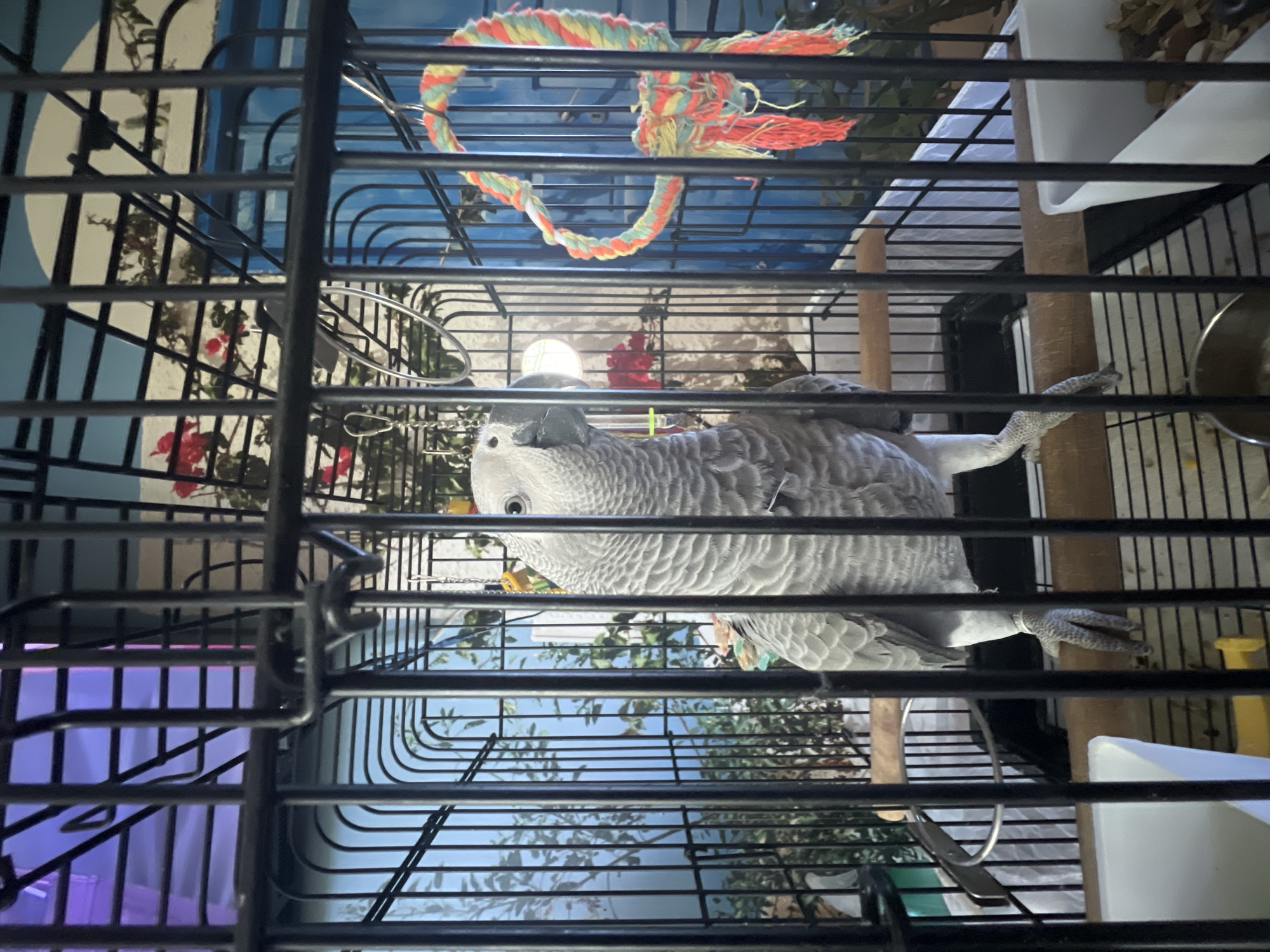 An African Grey parrot is captured inside a black metal bird cage, seen from a low, slightly upward angle. The image, rotated counter-clockwise, shows the parrot standing on a light brown wooden perch. Its grey feathers are detailed, and its dark eye is visible as it looks towards the viewer. One of its feet is clearly gripping the perch.
Inside the cage, several accessories are present: a vibrant, multi-colored rope toy (red, yellow, green, blue) hangs from the top, and another wooden perch is visible. A white plastic feeder or container, partially filled with what appears to be wood shavings or substrate, is mounted on the side, next to a metallic bowl.
The background, visible through the cage bars, is a decorative wall featuring a mural or wallpaper. This mural depicts a blue sky with white clouds, along with green foliage and clusters of red flowers. In one section of the background, a distinct purple light source can be seen, suggesting an indoor setting with artificial lighting or decor. The overall lighting is somewhat dim, highlighting the interior of the cage. There is no visible text in the image.