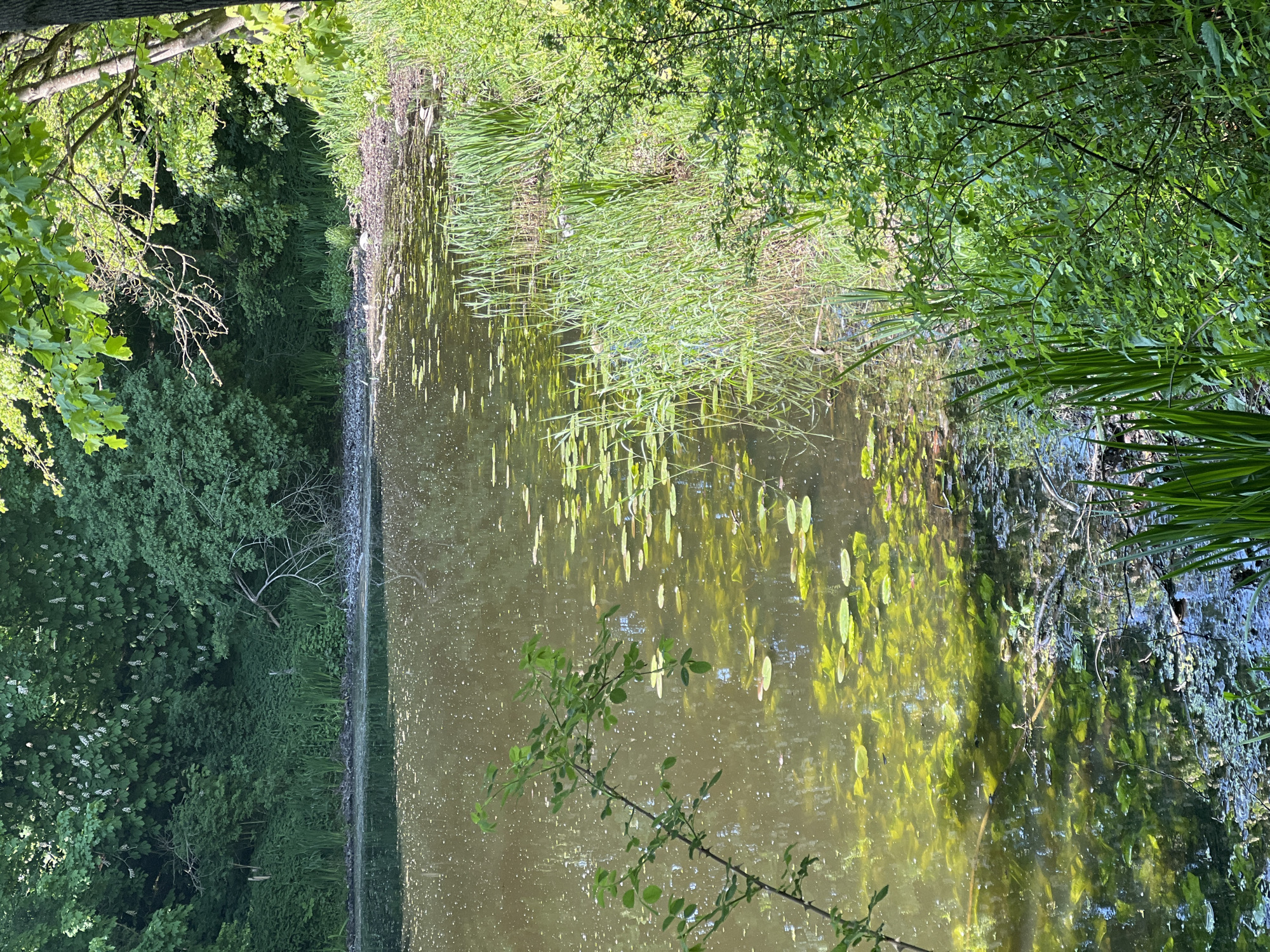 The image captures a pond or small body of water, seemingly in a natural or park-like environment. It features dense vegetation on both sides, including trees, shrubs, and aquatic plants like lily pads visible in the water. The water appears murky or dark, possibly due to algae or sediment. The lighting suggests it's daytime, with sunlight filtering through the trees and reflecting on the water's surface. The environment is enclosed and looks peaceful. The location is Unknown, Unknown.