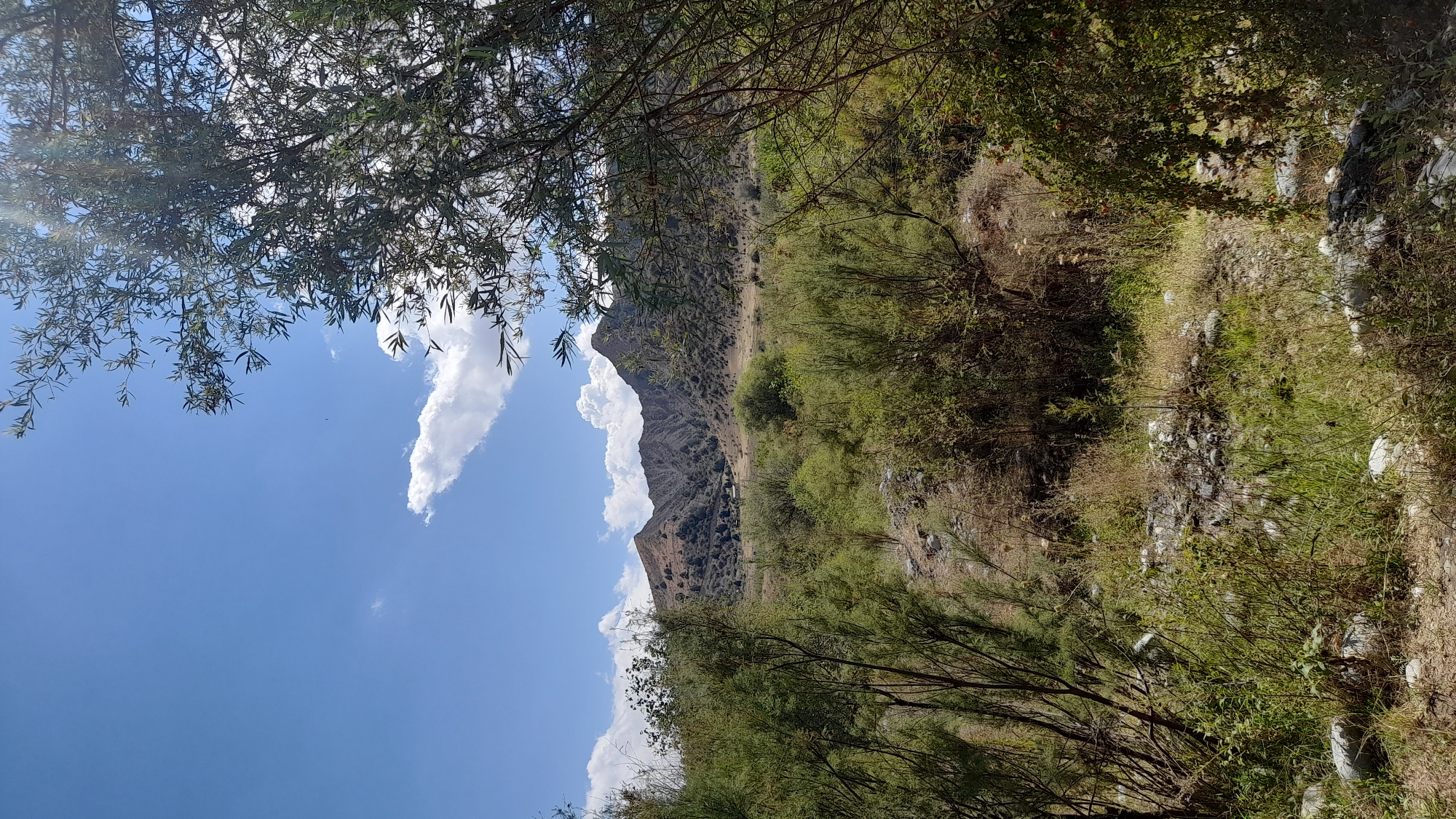 The image depicts a natural landscape with mountains in the background. In the foreground, there are various types of vegetation, including trees and bushes, with some rocks and dry grass on the ground. The sky is blue with some scattered white clouds. The scene appears to be a rural or natural area, likely outside of a populated center. There are no people or man-made structures immediately visible in the frame. The lighting suggests it is daytime, with sunlight casting shadows and illuminating the scene. The overall impression is one of a natural, undeveloped environment.