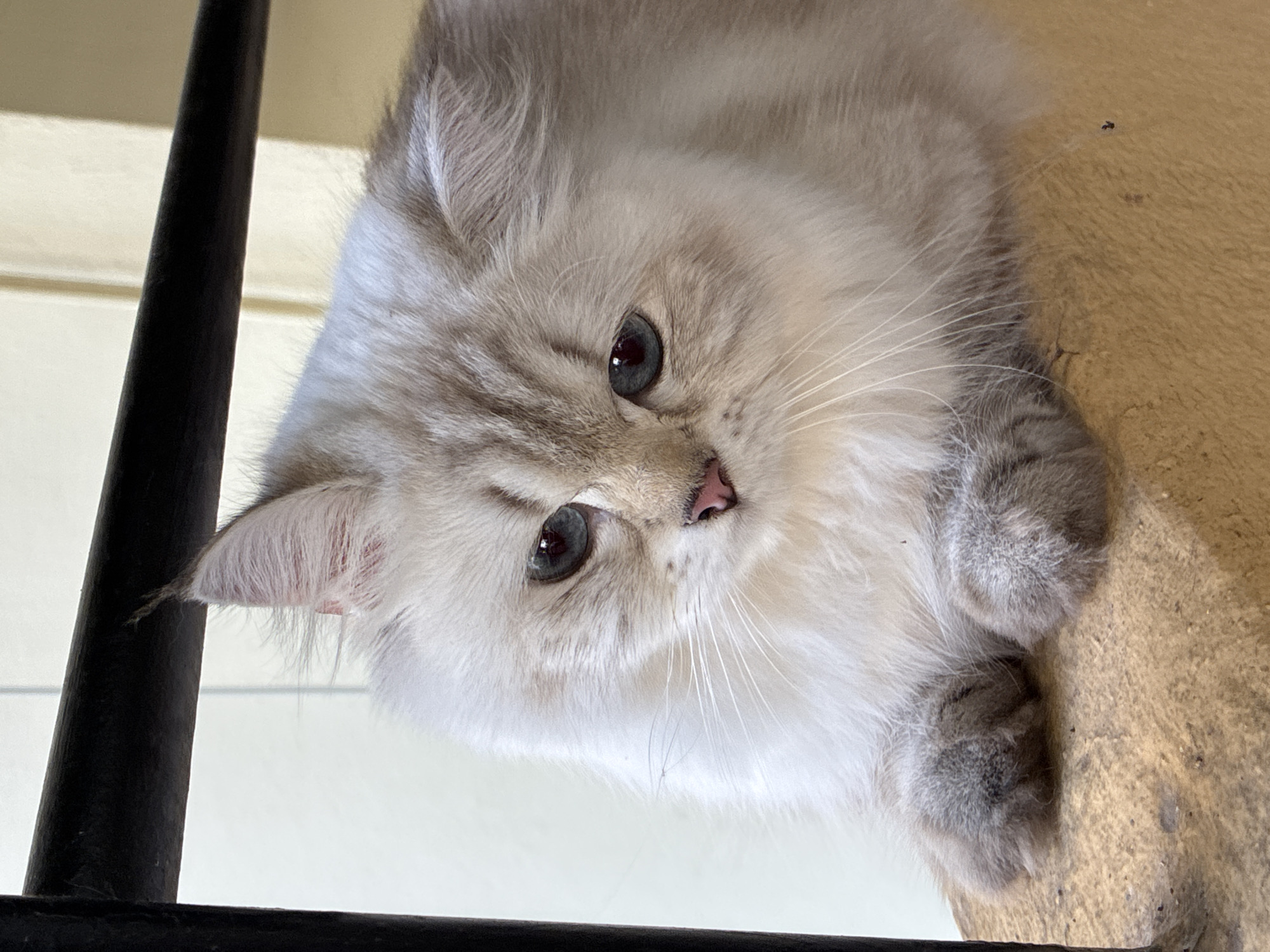 A fluffy, light-colored cat with blue eyes and grey tabby markings on its ears and face rests on a textured, light brown surface. The cat is positioned in the foreground, with its paws tucked beneath its body. Behind the cat, a black metal railing runs horizontally across the frame. The background consists of a pale yellow wall with vertical lines, suggesting an outdoor setting with a building facade. The image is a close-up, focusing on the cat's head and upper body. The scene does not provide any identifiable landmarks or context to pinpoint a specific location within Alanya, Turkey.