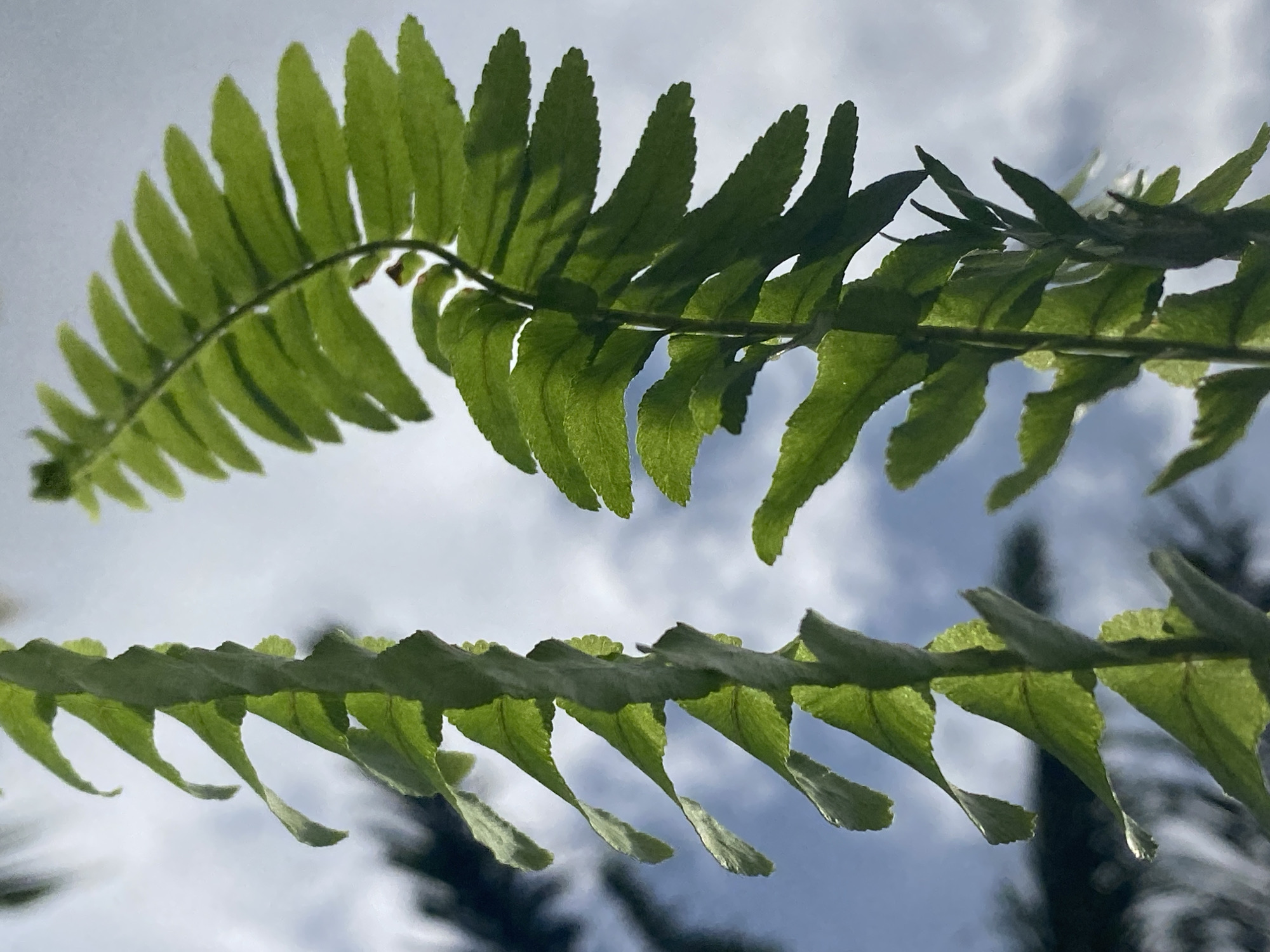 The image presents a close-up view of two vibrant green fern fronds set against a bright, partly cloudy sky. The upper frond arcs gracefully across the top portion of the frame, displaying numerous individual leaflets that appear translucent due to strong backlighting. The lower frond runs horizontally across the bottom half, with its leaflets also illuminated from behind, highlighting their textured surfaces and contours.
The background consists of a clear blue sky interspersed with soft white clouds, indicating daytime conditions. There are subtle, dark, blurred shapes visible in the distant background, likely other trees or vegetation, reinforcing the outdoor natural setting. No specific activity is depicted. The primary subjects are the fern leaves, which are the main objects in the scene. There is no visible text. The image captures a serene botanical moment, likely in Maigizo, Nigeria, emphasizing the intricate details of the plant against the open sky.