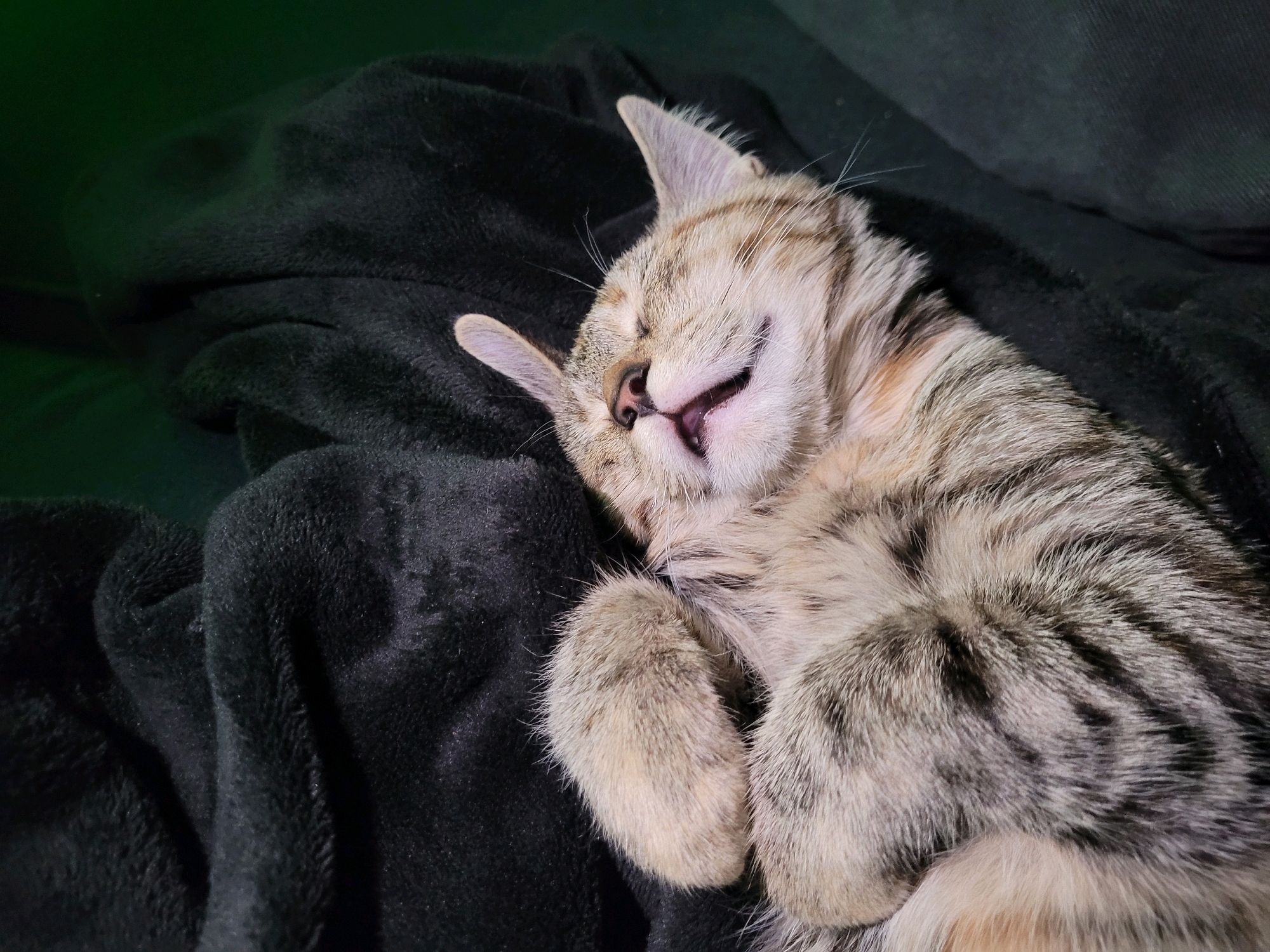 A tabby cat is sleeping on a dark blanket. The cat's eyes are closed, its mouth is slightly open, and its paws are tucked in. The blanket is soft and appears to be made of fleece. The background is dark and out of focus. There is a slight green hue to the upper left of the image, possibly from ambient lighting.
