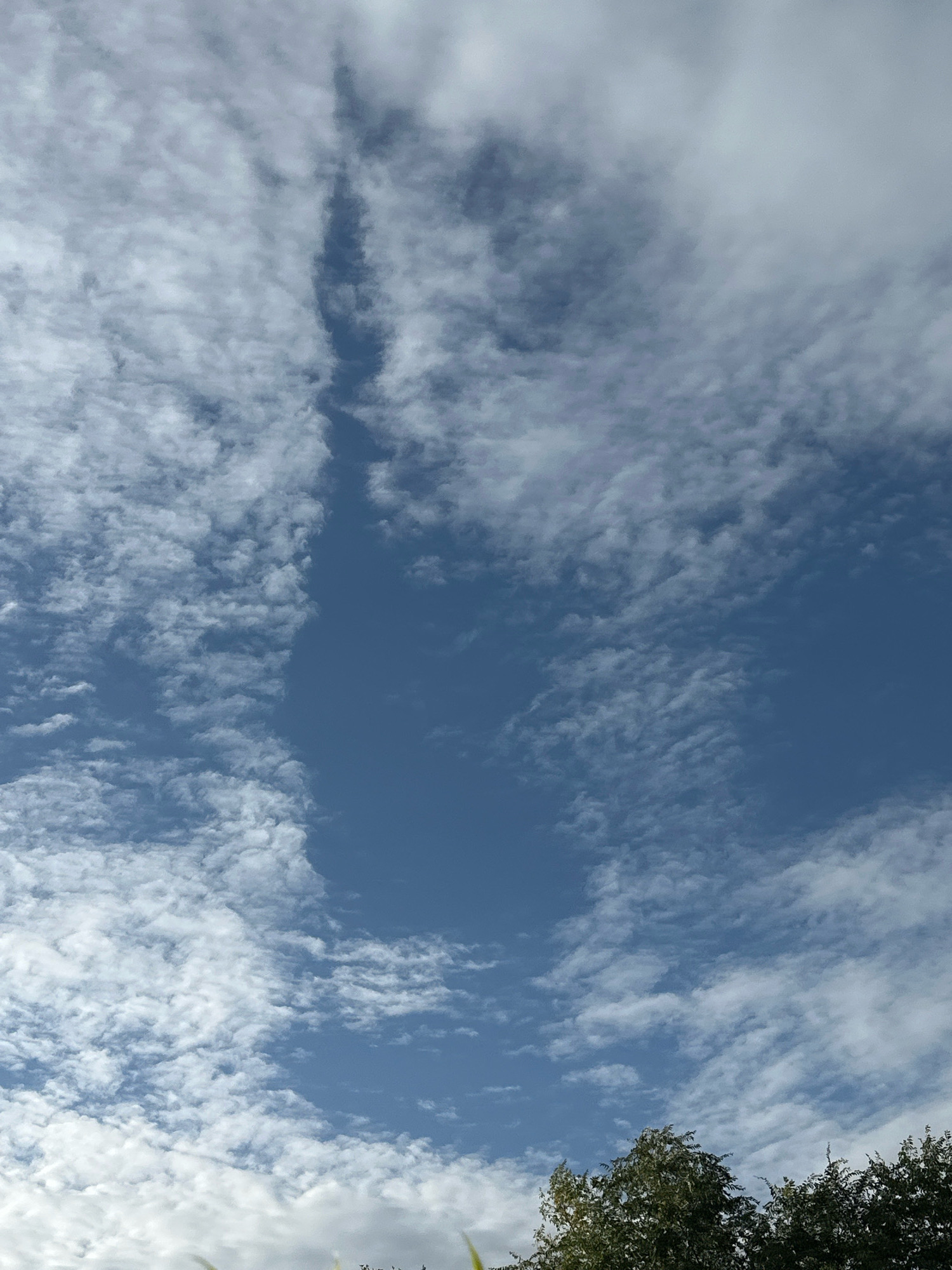 A low-angle, vertical shot captures a bright blue sky filled with wispy, white clouds. A thin, dark vertical streak of clouds runs down the center of the image, creating a visual division. The bottom of the frame shows the dark green tops of leafy trees, partially obscuring the lower sky.