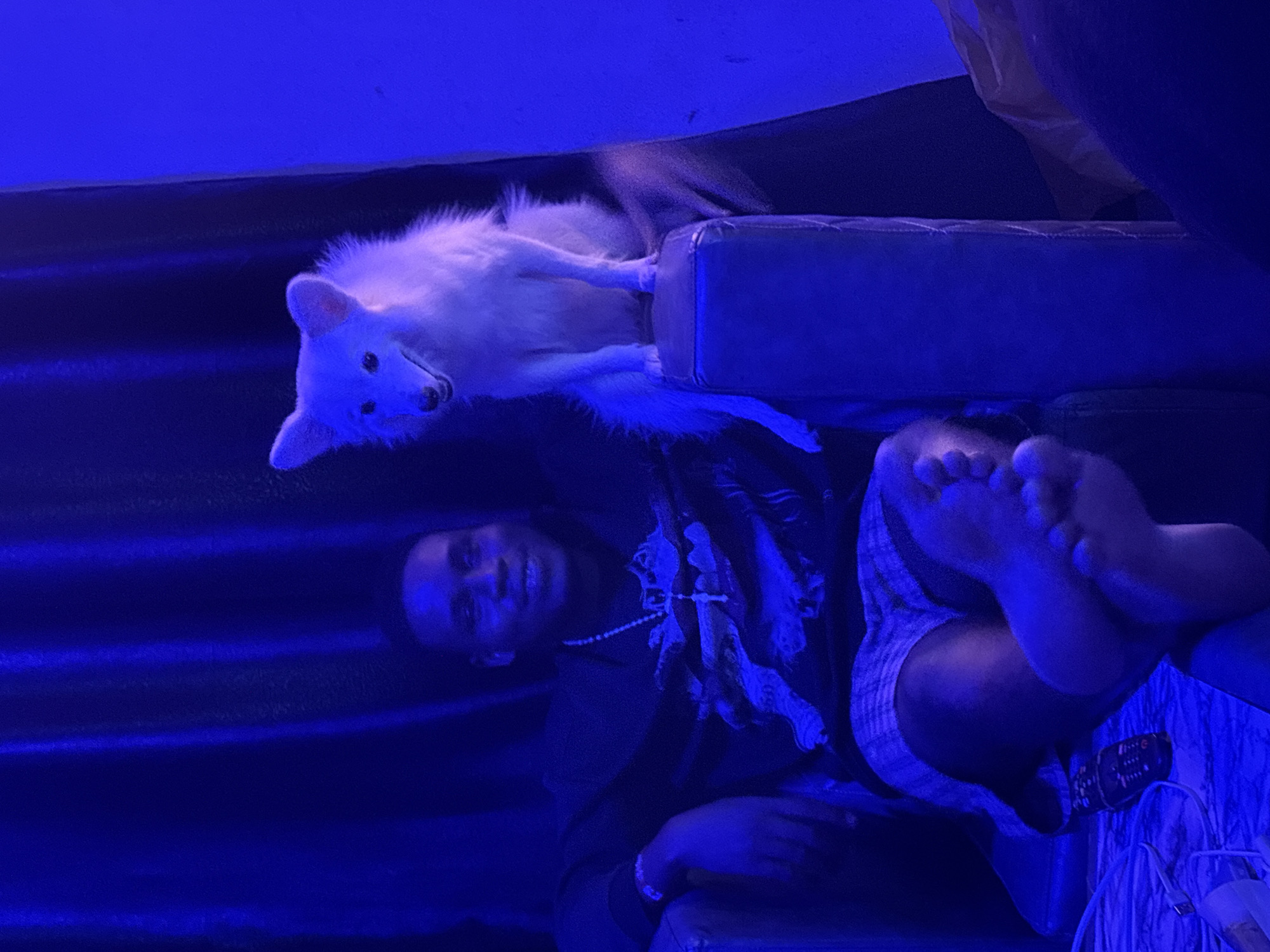 The image portrays a person and a white dog relaxing indoors under a dominant blue light. The setting appears to be a living room or bedroom, characterized by dark upholstered furniture or bedding.
In the center, a person with dark skin is lying on their side, looking towards the camera with a relaxed expression. They are wearing a dark t-shirt with a light graphic design, a necklace with a pendant, and plaid shorts. Their bare feet are visible, resting on a surface.
Beside the person, a fluffy white dog, possibly an American Eskimo Dog or Pomeranian, is also lying down. The dog has bright eyes and a dark nose, looking directly at the camera with a gentle, perhaps smiling, expression. Its white fur stands out against the pervasive blue illumination.
The entire scene is cast in a striking blue hue, suggesting artificial mood lighting, possibly from LEDs, which creates a cool and dim atmosphere. The background is indistinct, mostly dark blue. Near the person's feet, a remote control and a white cable or charger are visible.
The activity depicted is one of quiet rest and companionship between the person and their dog. The strong artificial lighting indicates it is likely night or a darkened room. No visible text is discernible in the image. The location context for this scene is Ikot Ekpene, Nigeria.