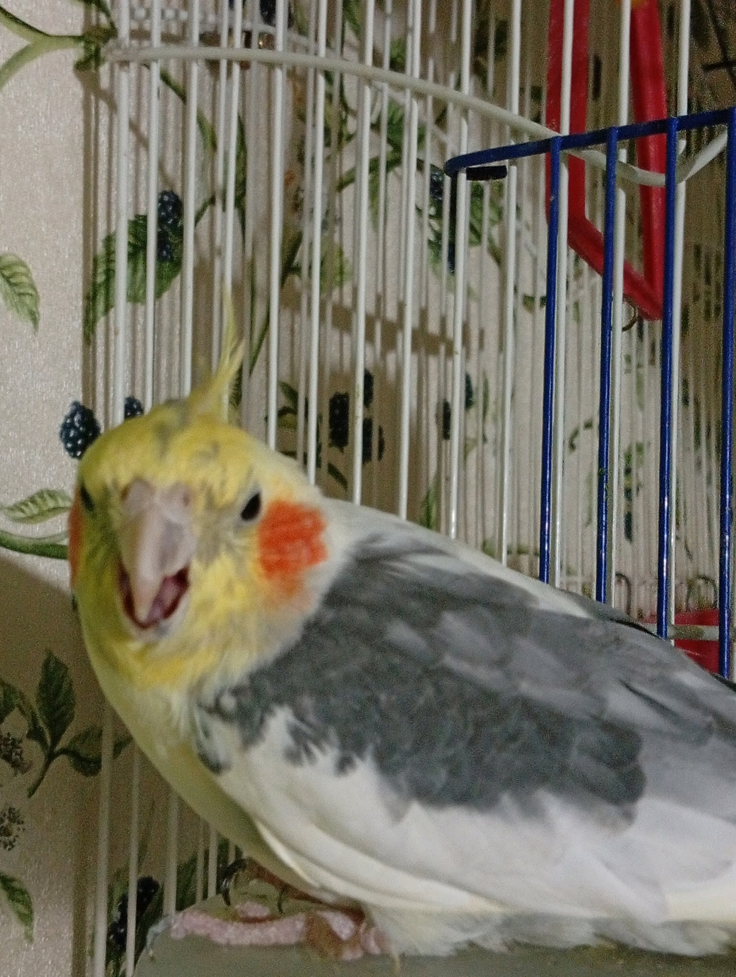 A cockatiel with yellow head feathers, orange cheek patches, and gray and white body feathers is perched in a cage. The cage has white bars and a blue and red perch. The background is a wallpaper with a floral and blackberry pattern. The cockatiel is looking at the camera with its beak slightly open. The lighting suggests indoor conditions.