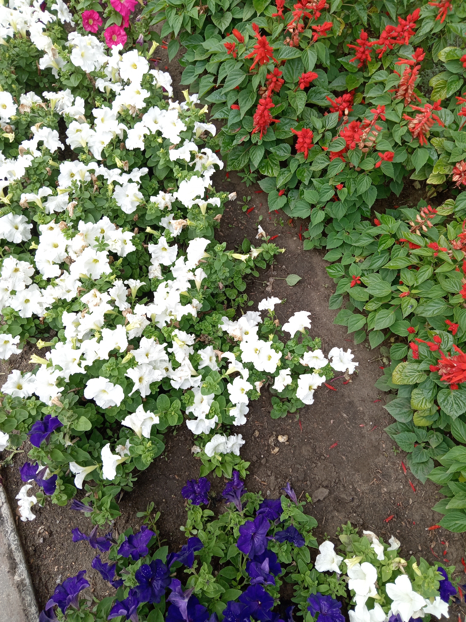 A high-angle medium shot shows a section of a flowerbed in Rudny, Kazakhstan. The flowerbed is divided into two main sections of flowers with a path of dark soil running between them. On the left, white petunias dominate the foreground, with a cluster of pink petunias visible in the upper left corner. In the lower left, deep purple petunias are interspersed with the white ones. To the right of the white petunias and forming the right side of the image, there is a dense planting of red salvia flowers. The flowers are in bloom and appear healthy, with green foliage throughout. The soil appears moist. There are no people or animals visible in the frame.