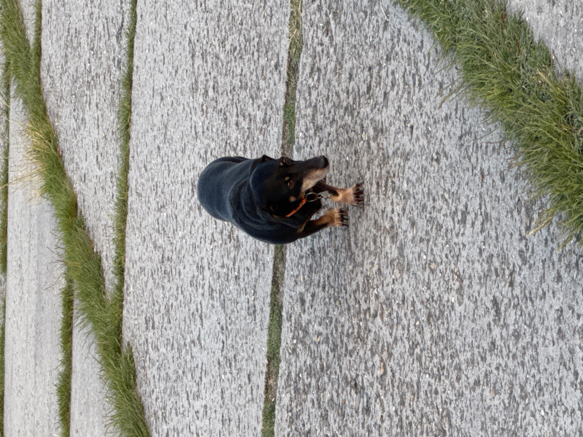 An overhead shot captures a black and tan dog standing on a textured, grey paved surface. The dog, positioned centrally, has short fur, an orange collar, and tan markings on its paws and muzzle. It is looking upwards and slightly to the right, appearing alert and attentive, with its front paws slightly raised. The ground is composed of rough, light grey concrete or stone slabs, separated by thin, winding lines of vibrant green grass. These grassy strips run diagonally across the frame, creating a natural pattern on the artificial surface. The lighting is even and bright, suggesting it is daytime with diffused sunlight. No other subjects or text are visible in the image. The scene depicts an outdoor path or walkway in Novorossiysk, Russia.