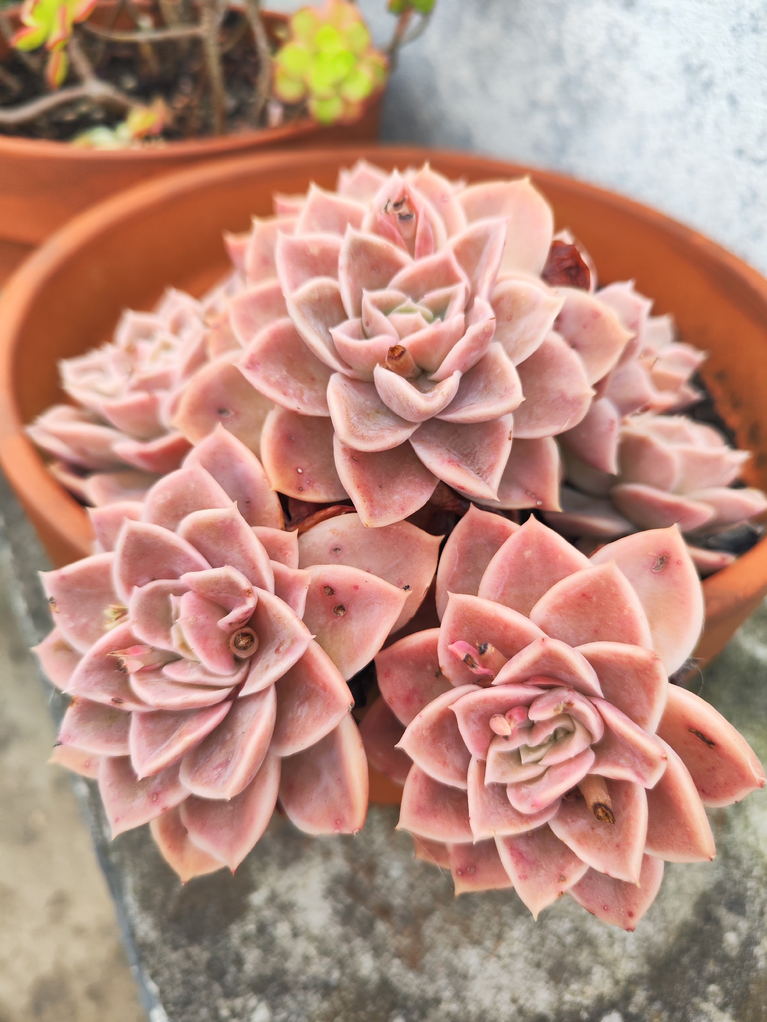 A high-angle, close-up shot depicts a terra cotta pot filled with several rosette-shaped succulents of a pinkish-lavender hue. The succulents fill most of the frame. Some leaves have minor blemishes or spots. The pot is placed on a grey, rough surface, possibly concrete. In the blurred background, another terra cotta pot with different succulents is visible. This scene is likely set in Ribeira Grande, Portugal.