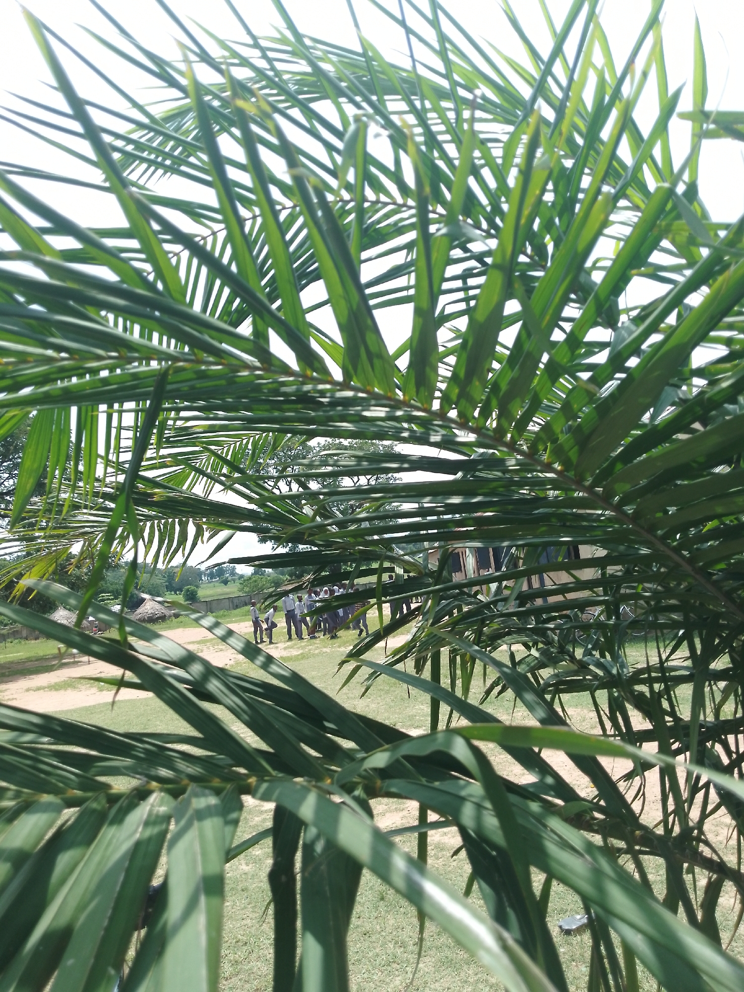 The image shows a view through palm fronds looking out onto a dusty open area with a group of people, possibly students in uniform, standing near a building with a thatched roof. The background reveals more buildings and trees in a rural or semi-rural setting. The sky is overcast or bright white, suggesting daytime. This scene is consistent with an outdoor area in Serti, Nigeria, where such structures and vegetation are common. The palm fronds in the foreground are green and in focus, obscuring parts of the background.