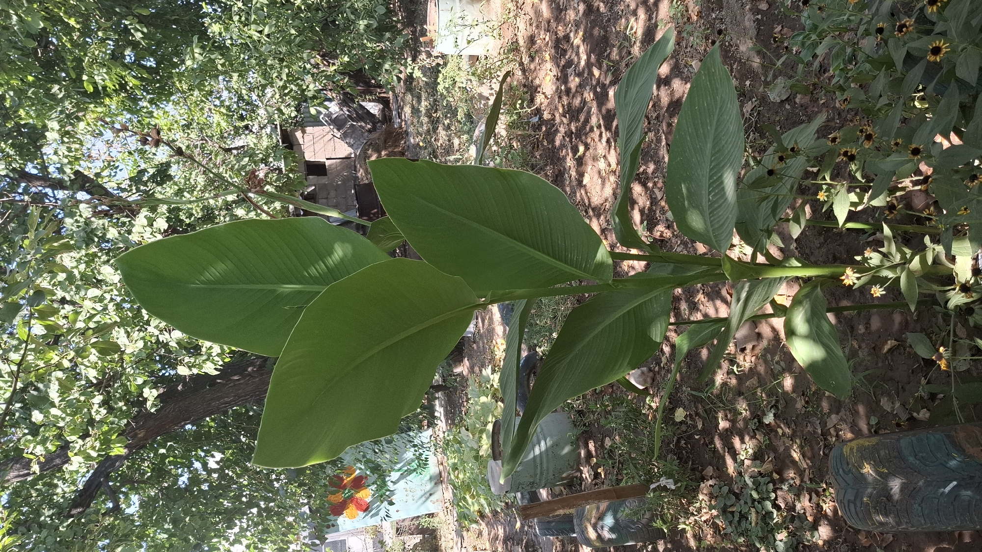 An outdoor, sunlit, medium shot captures a tall, leafy green plant with large, broad leaves in the foreground. The plant's stem is thick and green, with several large leaves emerging from it at different heights. Behind the plant, the background shows a rural or semi-rural environment. A large tree with dense green foliage dominates the upper left portion of the image. Sunlight filters through the leaves, casting dappled shadows on the ground. In the mid-ground, there are various objects scattered around, including what appear to be discarded tires, some painted with colorful designs, and possibly some gardening equipment or debris. A simple brick structure is visible in the background, suggesting a dwelling or outbuilding. The ground is covered with dry leaves, dirt, and some sparse vegetation. Several small, yellow-centered, dark-petaled flowers are clustered at the base of the main plant. The overall impression is of a somewhat unkempt, natural setting. The location is described as the city of Shubarssu, Kazakhstan.