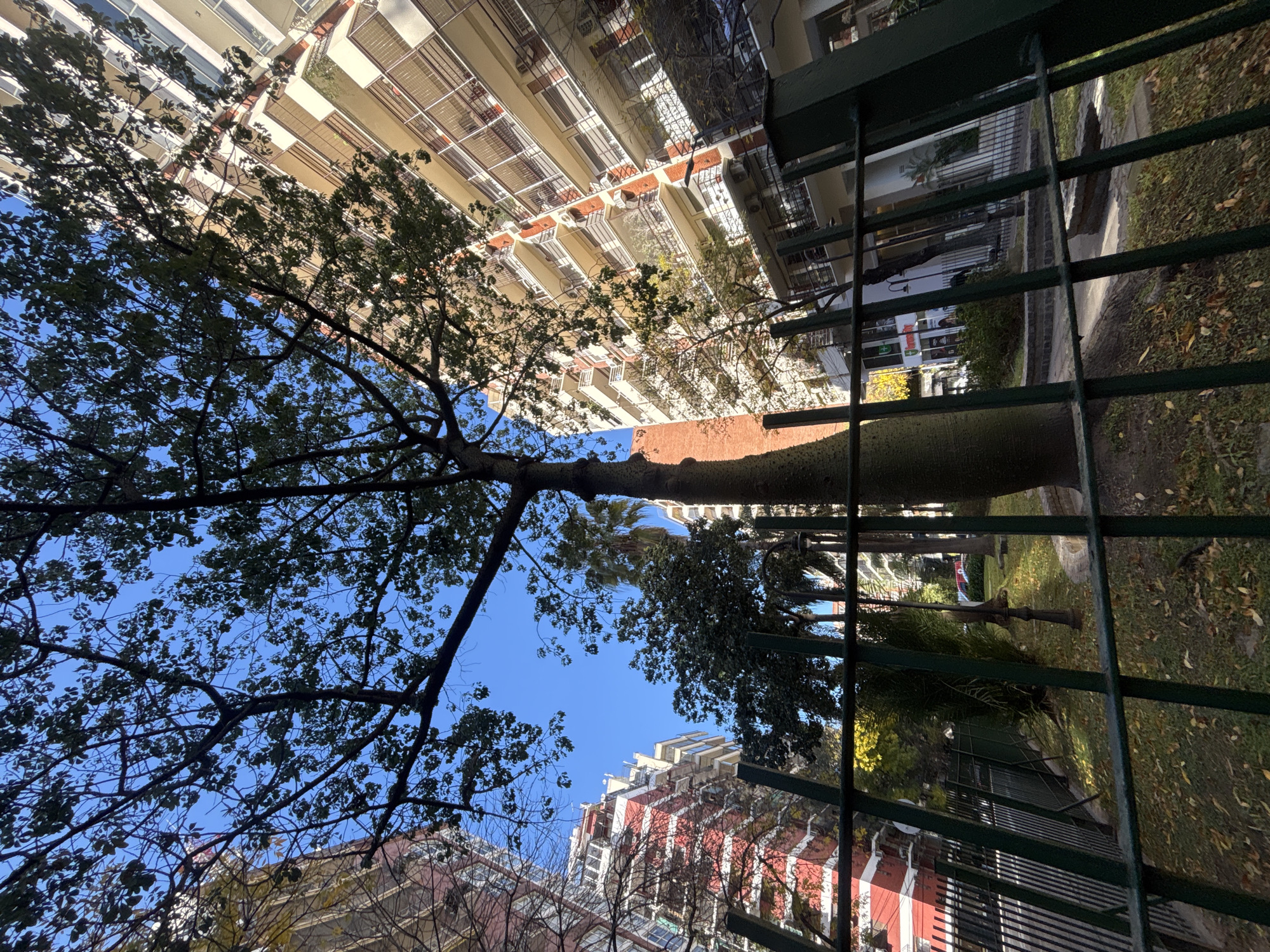Looking up from ground level through a green iron fence, the image captures a view of tall buildings and a bottle tree (Ceiba speciosa) in Buenos Aires, Argentina. The camera angle is tilted, making the buildings appear to converge towards the top of the frame. The bottle tree's trunk is thick and bulbous, rising vertically with branches extending outward towards a bright blue sky. The architecture includes buildings with light-colored facades and some with red brick accents. The environment appears urban, with the fence suggesting a park or green space. No people are visible in the immediate view. The ground area seen through the fence includes grass, fallen leaves, and possibly a sidewalk.