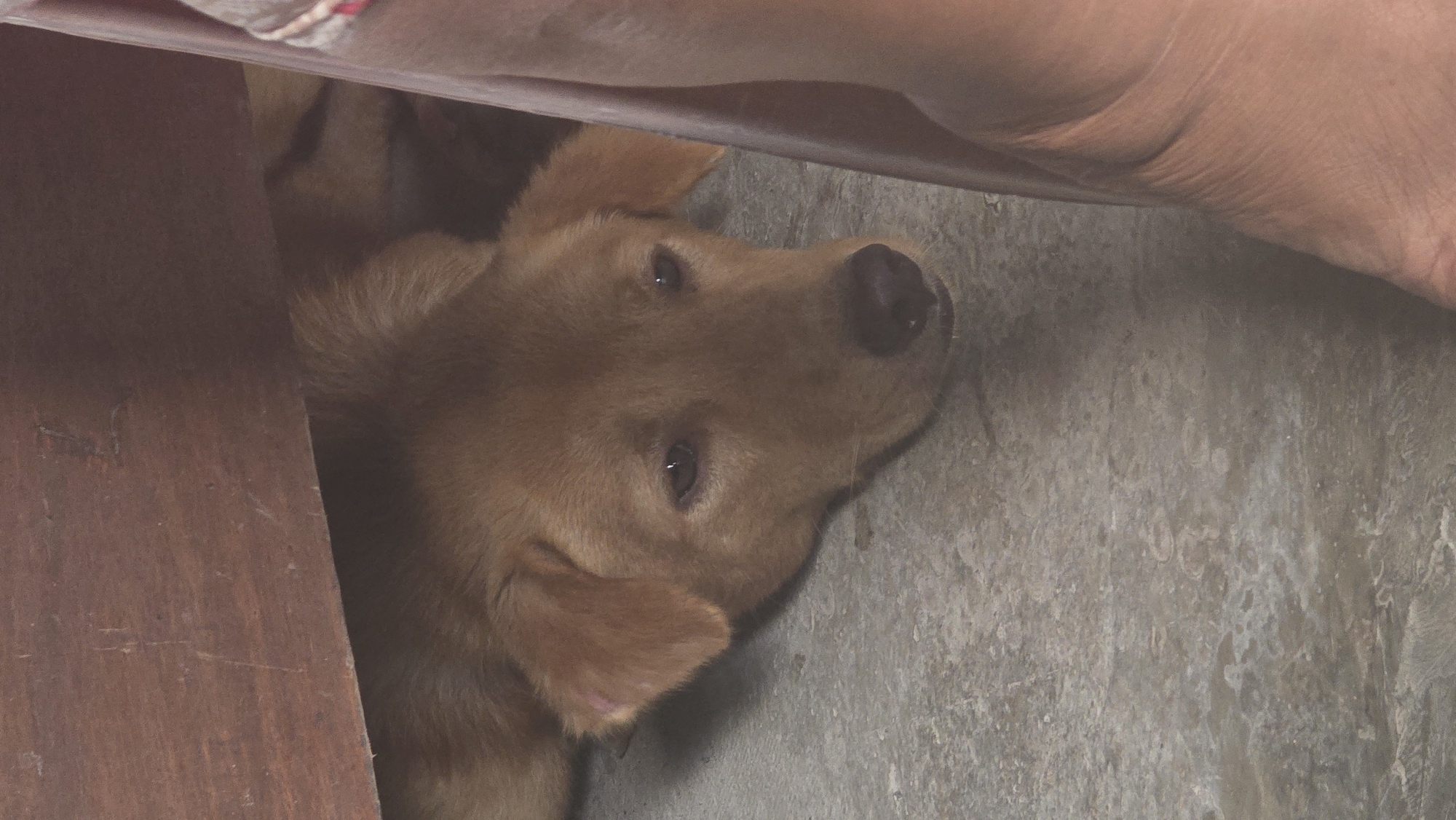 A light brown or golden-furred dog is resting on a grey, rough-textured concrete floor in what appears to be a shaded or partially enclosed space. The dog's head is turned to the side, with its eyes looking directly towards the camera, conveying a calm and gentle expression. Its black nose is visible.
A human limb, with medium skin tone, is positioned above the dog, partially obscuring the upper part of the frame and suggesting the dog might be resting near or under a person or an object. To the left, a dark brown wooden surface is visible, possibly part of furniture or a structural element. The dog's body is partially hidden by this wooden surface and the human limb.
The scene depicts a quiet moment of rest for the dog. The lighting is soft and diffused, characteristic of an indoor or well-shaded outdoor area, making it difficult to determine the exact time of day or weather. There is no visible text in the image. This scene takes place in Seririt, Indonesia.