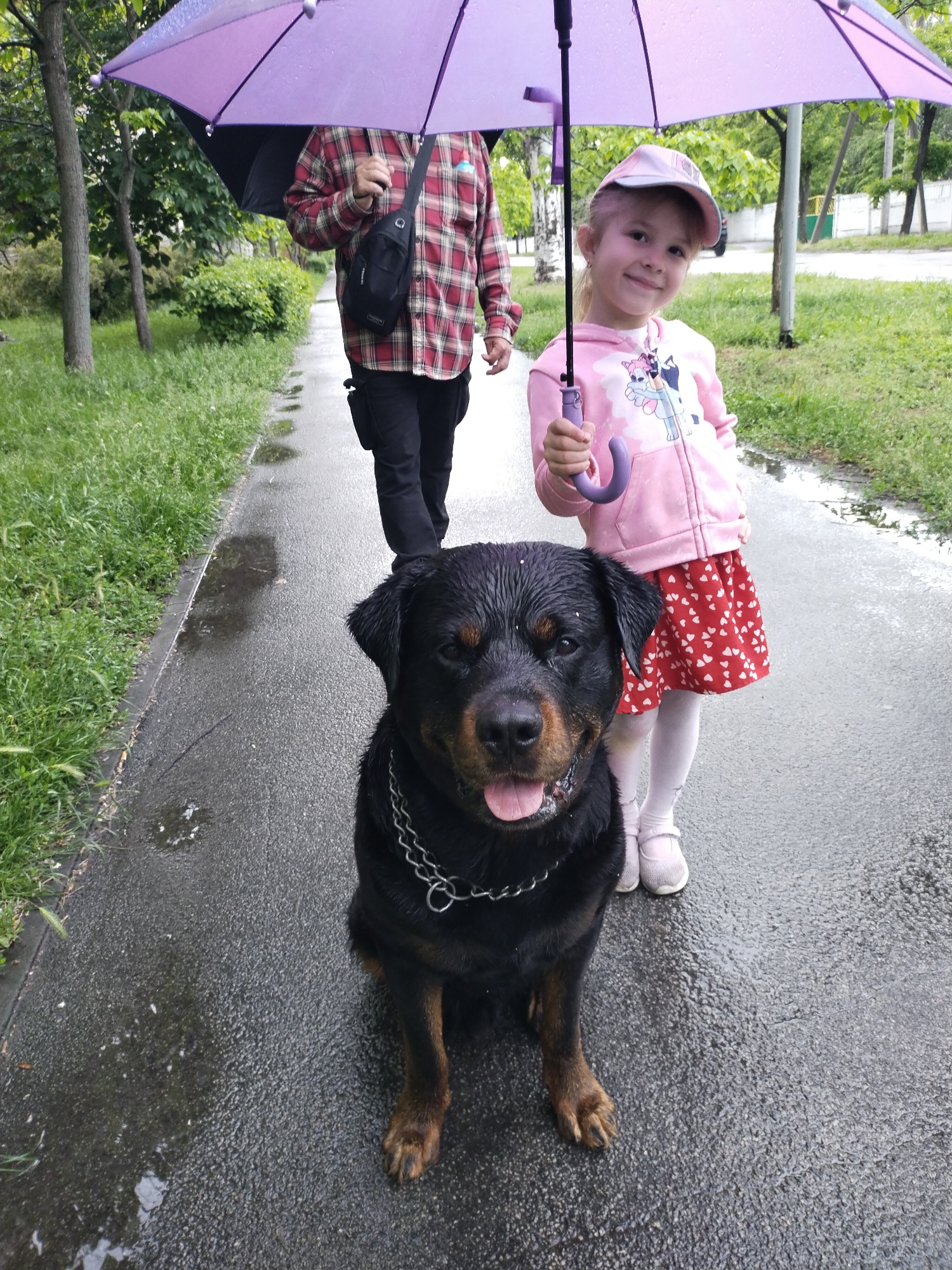A Rottweiler dog sits on a wet pavement, looking at the camera. Behind the dog stands a young girl holding a small purple umbrella. A person is behind her holding a larger purple umbrella. The pavement and grass are wet, indicating a recent rain. The photo was taken in Horishni Plavni, Ukraine.