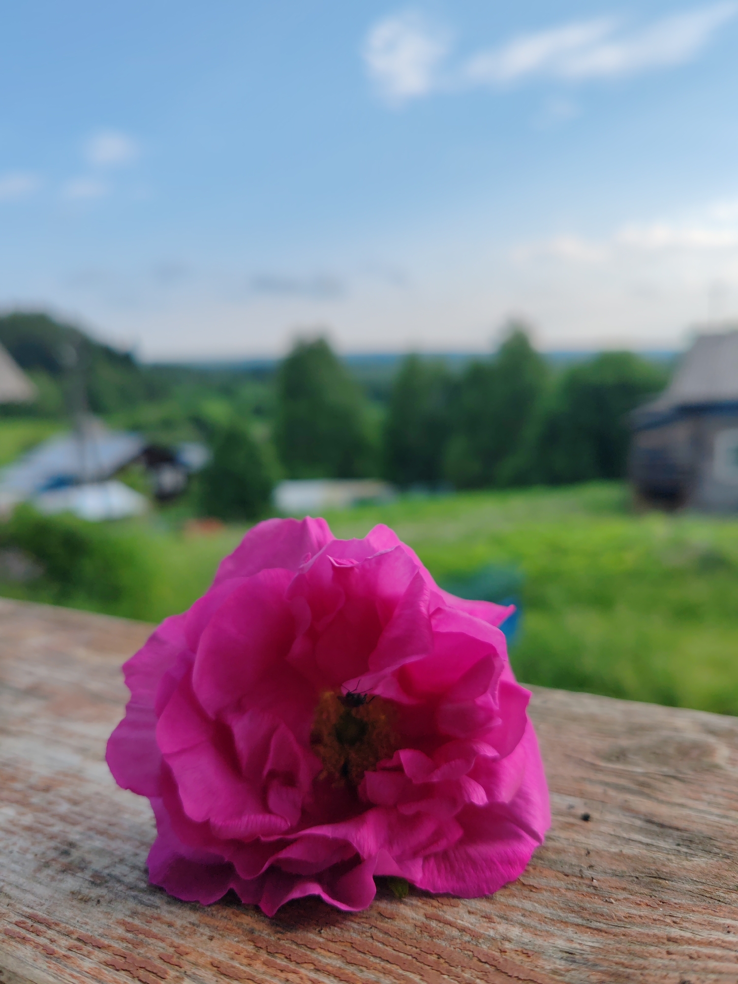 A close-up, low-angle shot features a vibrant pink rose resting on a weathered wooden surface. The rose's petals are fully bloomed and layered, with a hint of yellow and dark stamen visible in its center. A small dark insect is perched on one of the petals. The wooden surface appears to be a plank with visible grain and texture. In the background, a blurred landscape unfolds, depicting a rural scene with green fields, scattered trees, and several buildings, suggesting a village or countryside setting. The sky above is a pale blue with scattered white clouds. The overall impression is one of natural beauty and tranquility, capturing a moment in a rural environment that could be located in or around Chukhlem, Russia.