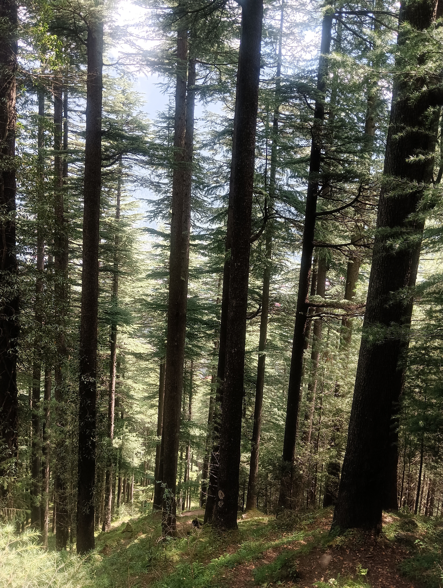 The image captures a dense forest in Chhyal, India, characterized by tall, dark-barked coniferous trees that dominate the scene. Sunlight filters through the canopy, creating dappled light and shadows on the forest floor, which is covered in low-lying green vegetation and scattered fallen leaves. The perspective is from within the forest, looking uphill towards a brighter, more open area where the sky is visible. There are no people or animals visible in the image. The environment is one of a natural, uncultivated forest.