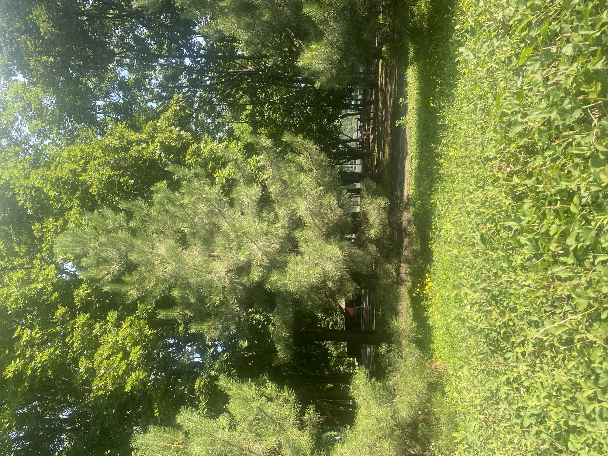 The image depicts a sunlit park area with dense green foliage. In the foreground, lush green bushes and grass are abundant, dotted with small yellow flowers. Behind this, a large pine tree stands prominently, with its needles illuminated by sunlight. Further back, a pathway is visible, lined with benches and tables under the shade of mature deciduous trees. The park appears to be a tranquil outdoor space, likely part of a city park in Kamianske, Ukraine, given the context. The lighting suggests it is daytime, with sunlight filtering through the tree canopy.