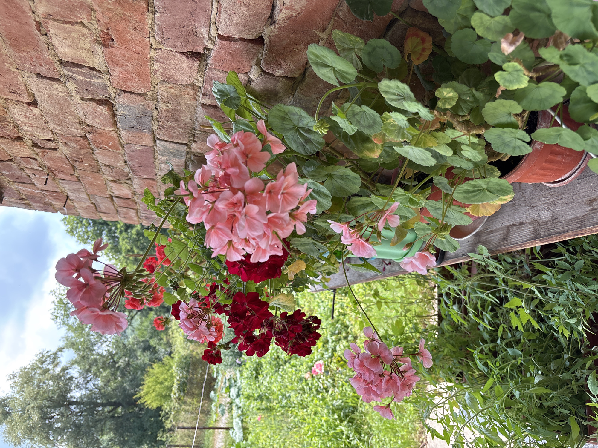 A close-up, eye-level, outdoor shot showcases a collection of potted geraniums in various shades of pink and dark red, arranged along a weathered wooden shelf. The flowers, with their distinct petals and green foliage, are the primary subjects. Behind the flowers, a rustic brick wall constructed from red bricks with visible mortar serves as the background. To the left, a lush green garden with various plants, some appearing to be tomato seedlings, is visible, suggesting a rural or semi-rural setting. The sky above is partly cloudy with a mix of white clouds and blue sky. The overall impression is one of a quaint, well-tended outdoor space, likely a porch or balcony in Borintsi, Bulgaria, given the context. There are no people or animals present.