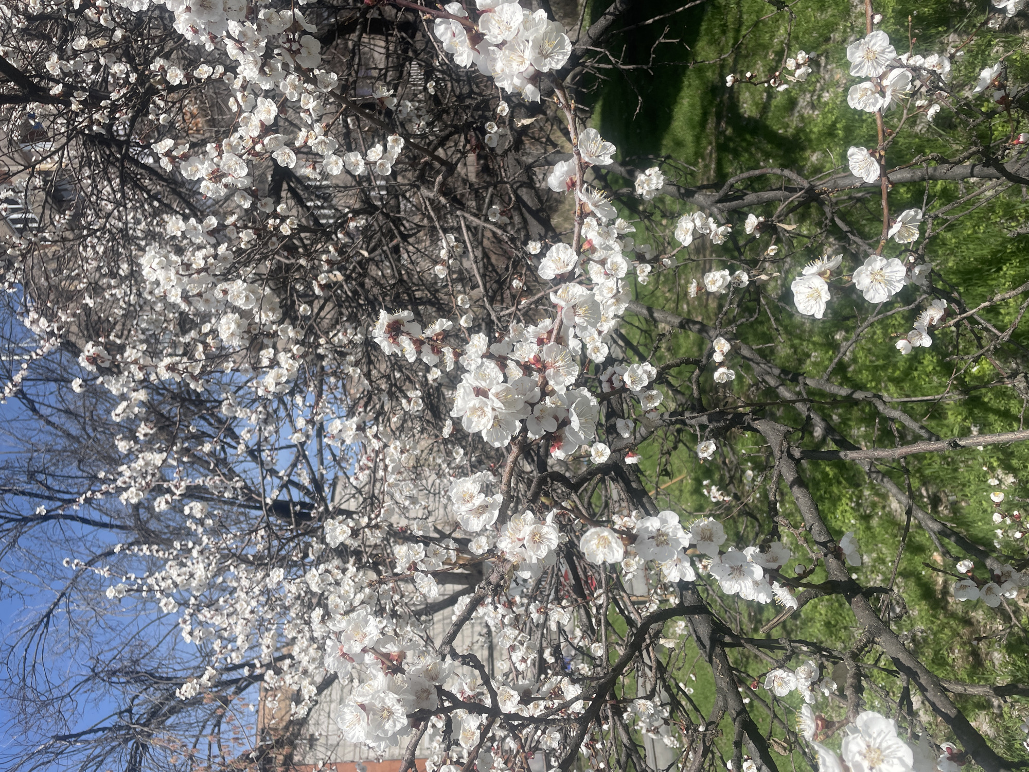 The image shows a flowering tree, possibly a plum or cherry tree, with white blossoms densely covering its branches. The branches are bare of leaves, typical of spring bloom. The sky visible through the branches is a pale blue. In the background, there's a patch of green grass, suggesting a park or garden setting. Based on the location mentioned, this scene is likely in Yerevan, Armenia, during the spring season when fruit trees are in full bloom. There are no people visible in the image. The predominant colors are white (blossoms), brown (branches), blue (sky), and green (grass).