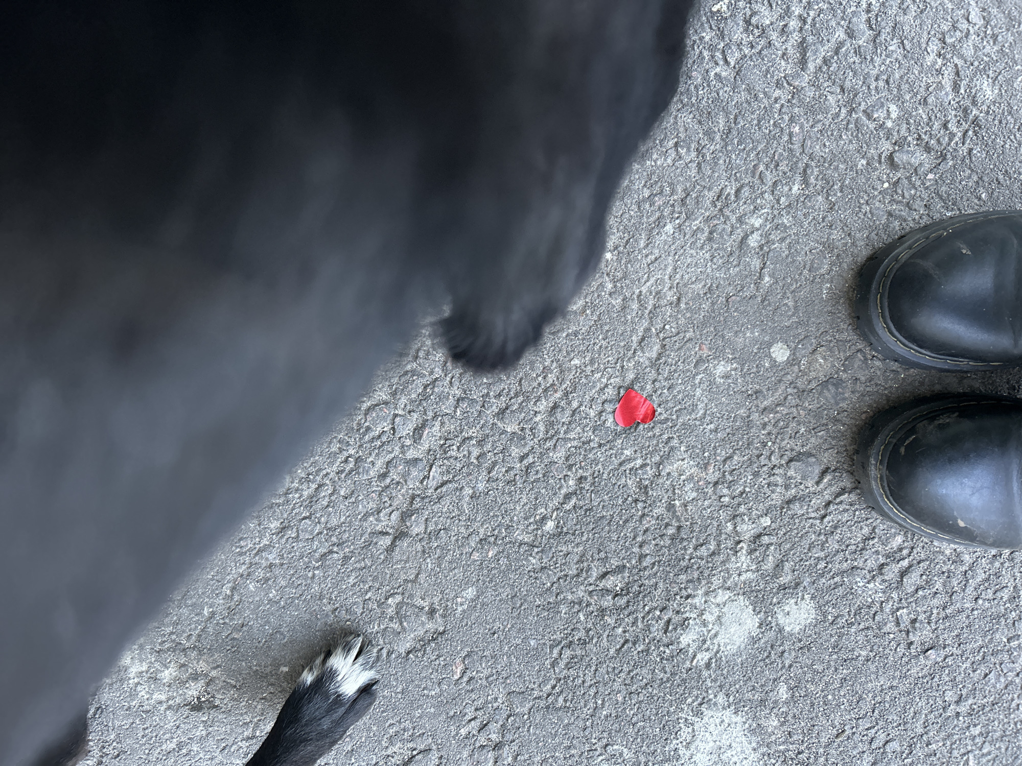 The image presents a top-down view of a section of weathered asphalt pavement. Dominating the left side of the frame is a large, blurred black mass, identifiable as the body of a dog, with a visible white-tipped paw partially in the lower left corner. A single, small red object, possibly a petal or piece of paper, lies in the center of the frame. Adjacent to the right edge of the frame are two black leather boots. The overall scene suggests a casual moment captured outdoors. There is no evidence of its location being Moscow, Russia.