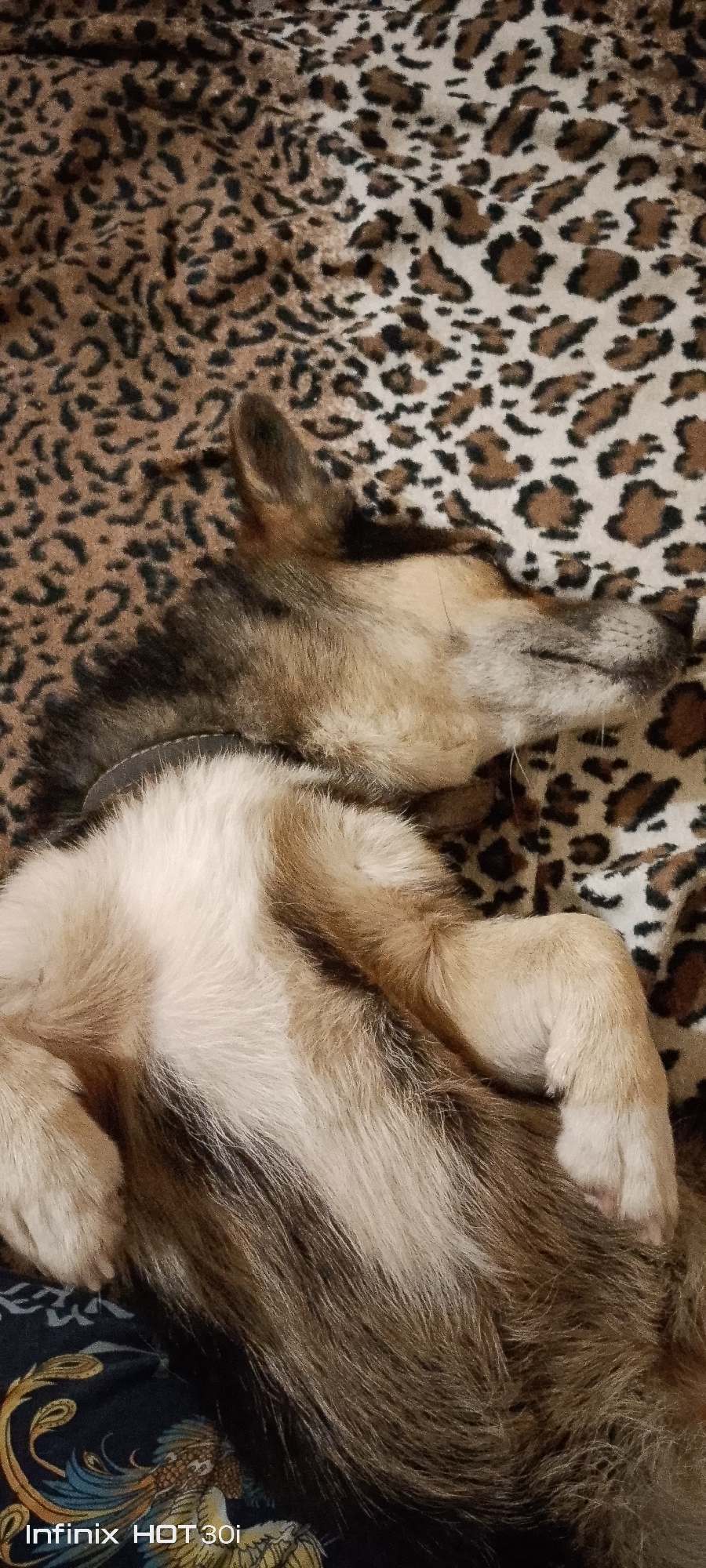 A close-up, vertical shot shows a dog sleeping on its back on a leopard-print blanket. The dog's fur is a mix of brown, white, and black. Its eyes are closed, and its mouth is slightly open. The dog is wearing a dark-colored collar. In the lower left corner of the image, a watermark reads "Infinix HOT 30i." The scene is likely indoors, in a domestic setting within the city of Kedrovy, Russia.