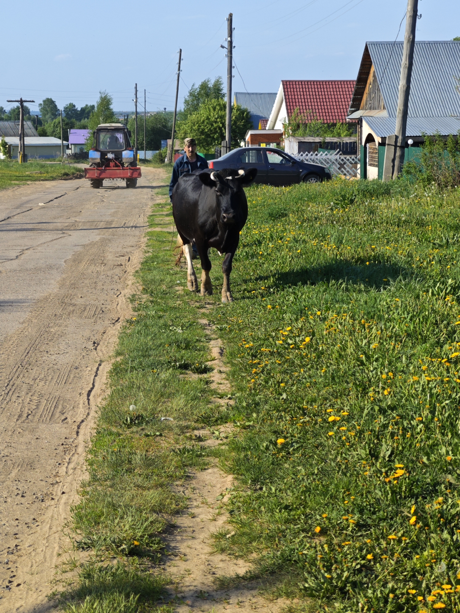 The image depicts a rural scene in Фоки, Russia. A black cow is the primary subject, walking along a dirt road. A man is walking behind the cow. In the background, there is a red tractor and houses with varying roof colors. A black car is parked near the houses. The environment includes grassy areas with yellow flowers and utility poles along the road. The scene is well-lit, suggesting a sunny day.