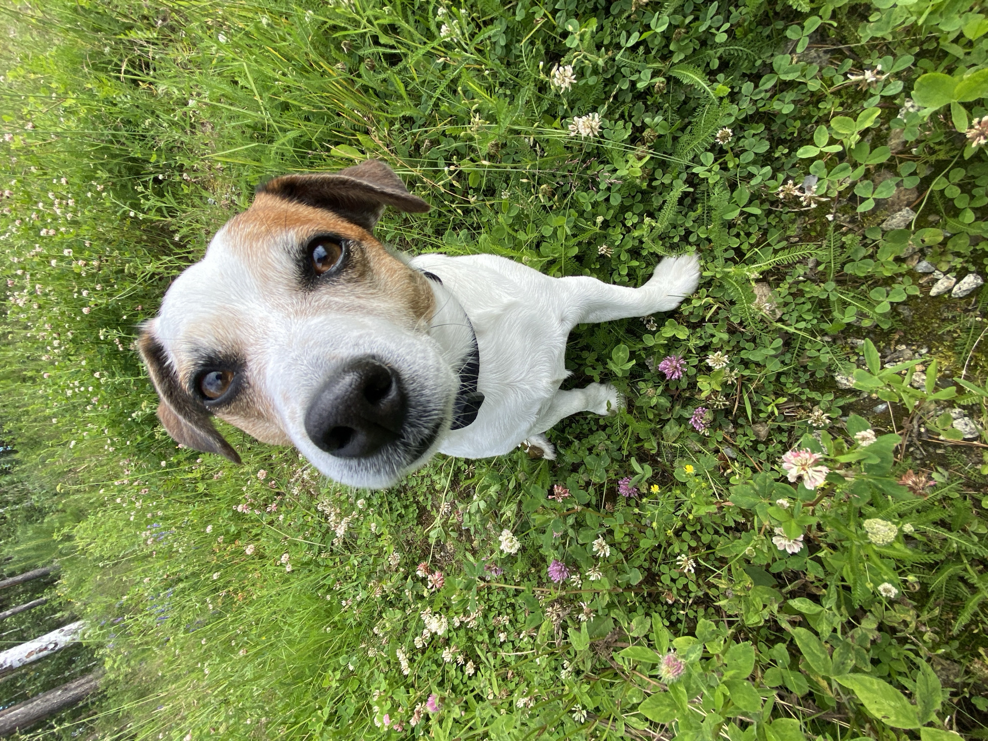 A Jack Russell Terrier is sitting in a field of green grass and clover, with a few small pink and white flowers scattered throughout. The dog is looking up at the camera with its head tilted. The background consists of trees and more grass. The scene appears to be in a park or wooded area.