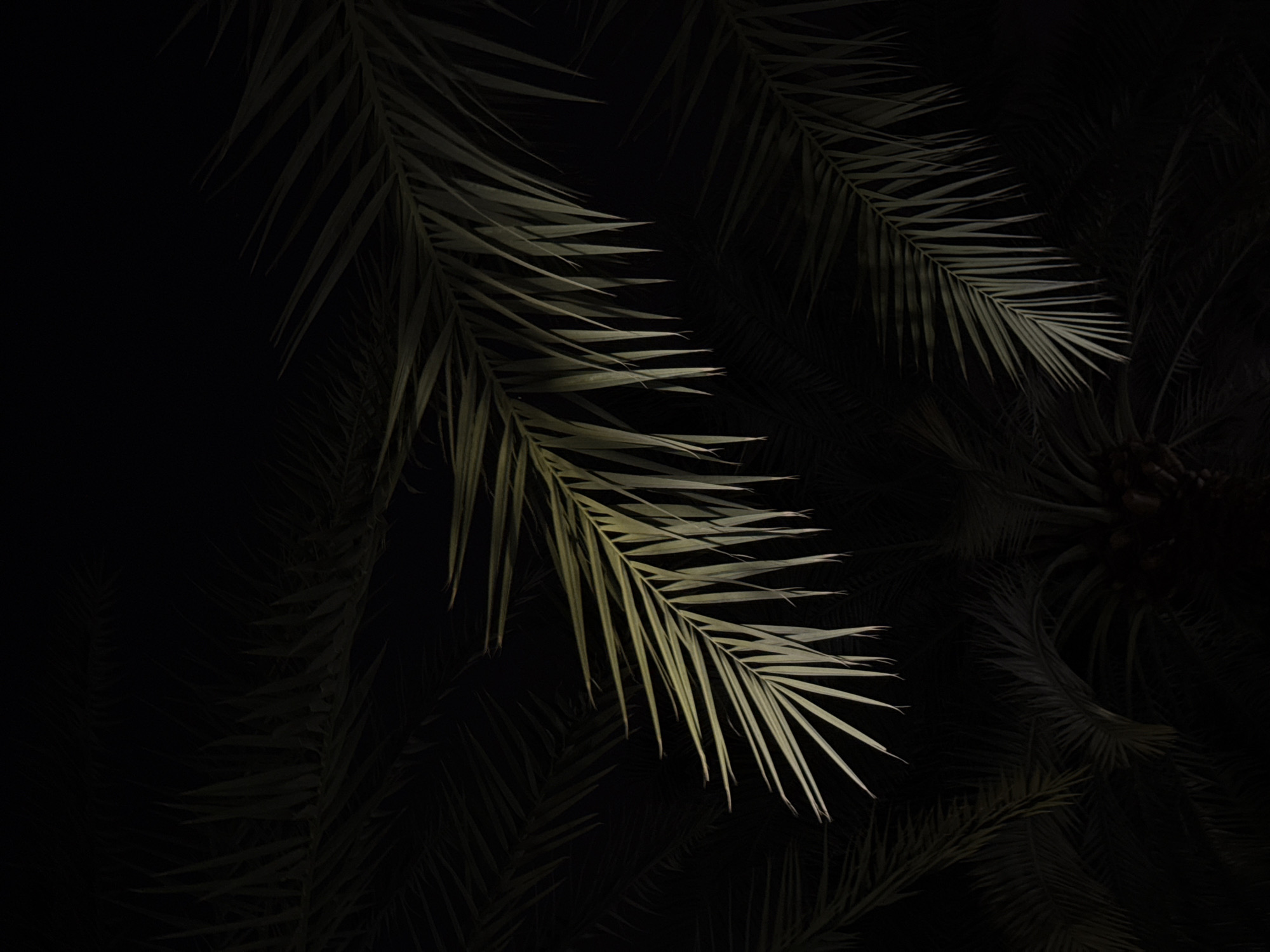 A close-up, top-down, low-light shot captures the delicate fronds of palm trees against a deep black background. The fronds, illuminated by an unseen light source, display a pale green hue, their individual leaflets sharply defined. The arrangement of the fronds creates a sense of depth and texture, with some in sharp focus and others softly blurred in the distance. The overall effect is moody and atmospheric, hinting at a nighttime setting in a lush environment. This scene is characteristic of Dubai's abundant greenery, often visible in its parks and residential areas, even after dark.